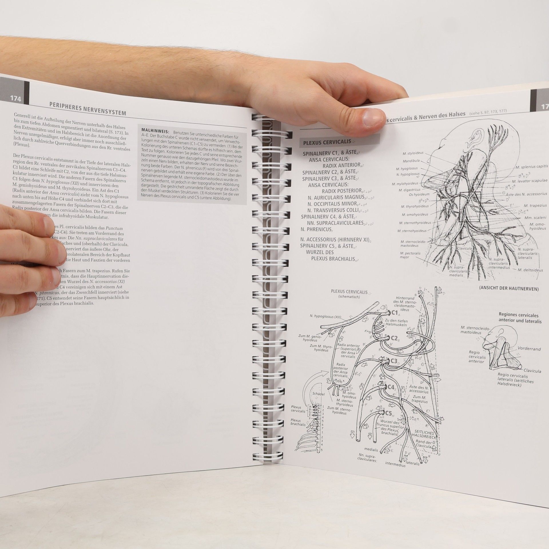 Wynn Kapit Anatomie-Malatlas