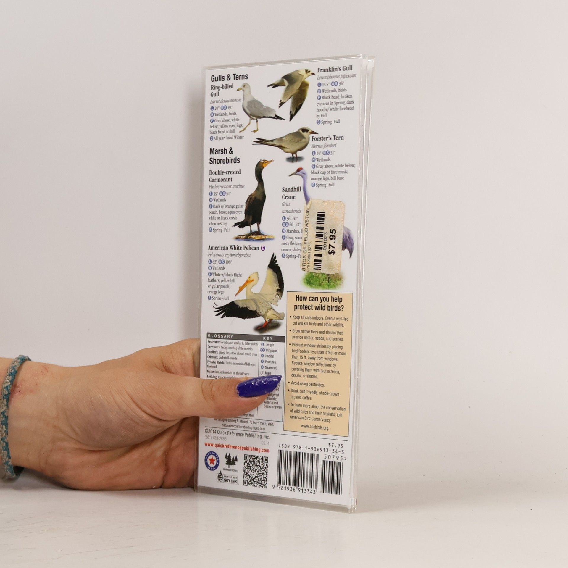 Greg R. Homel Birds of Yellowstone & Grand Teton National Parks