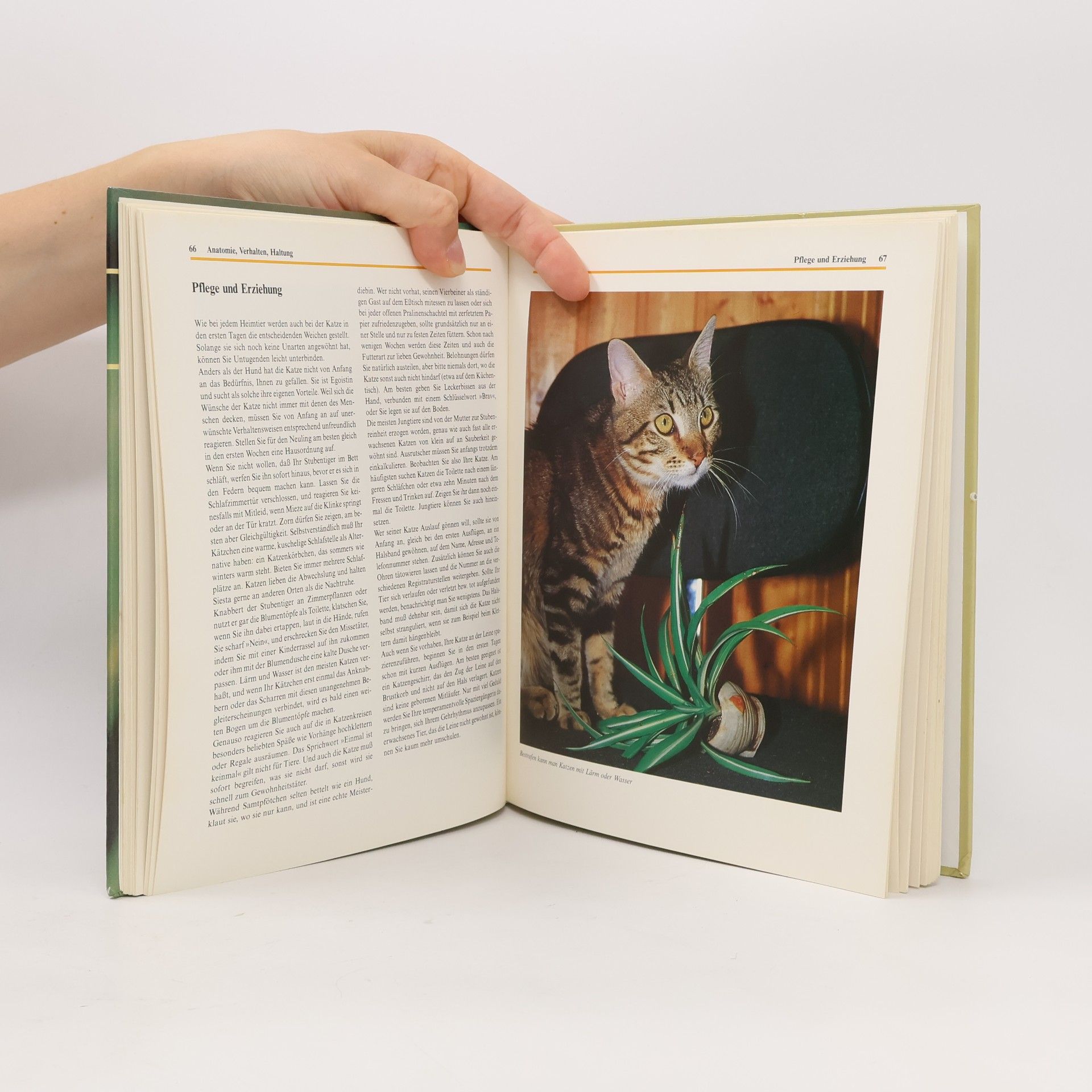 Uschi Birr Alles über Katzen