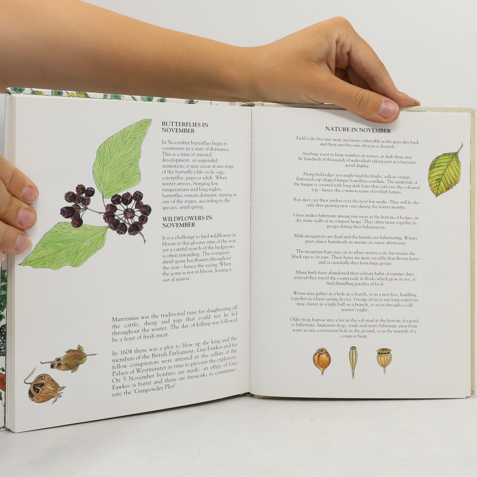 Mari Friend Countryside Daybook