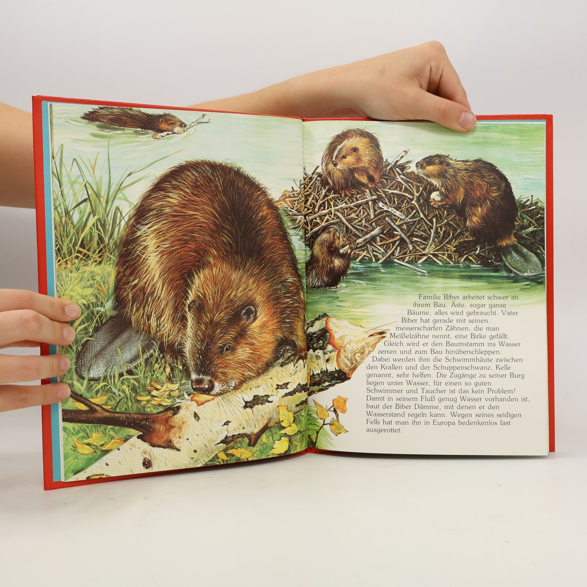 Autorenkollektiv Tiere am Wasser