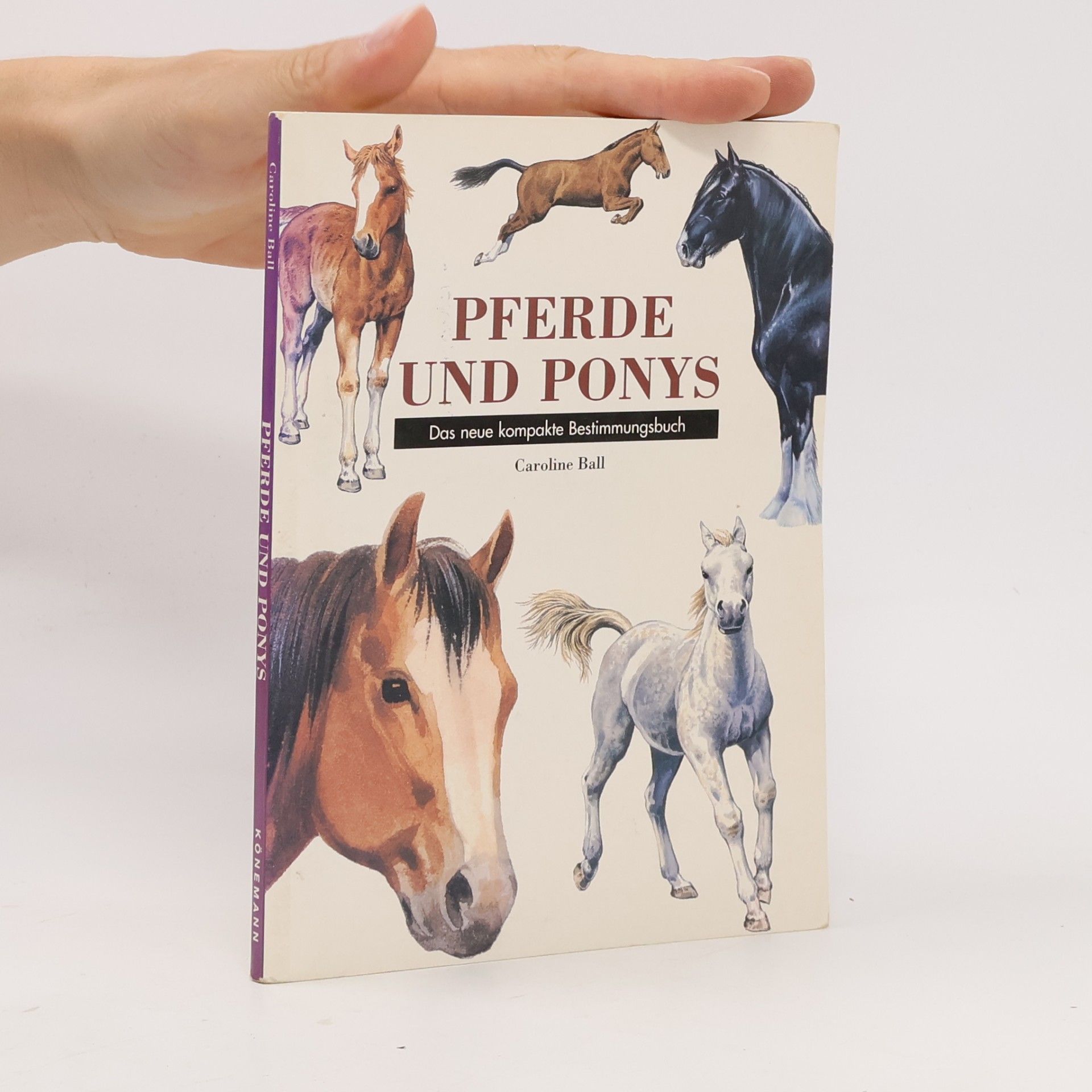 Pferde und Ponys