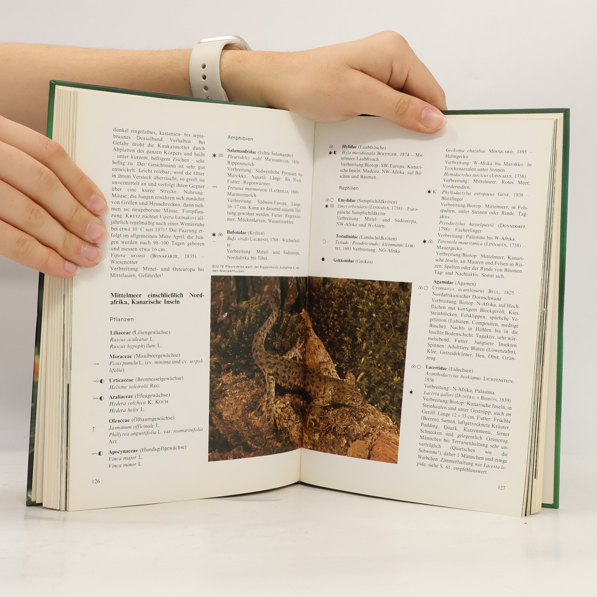 Paul Heinrich Stettler Handbuch der Terrarienkunde