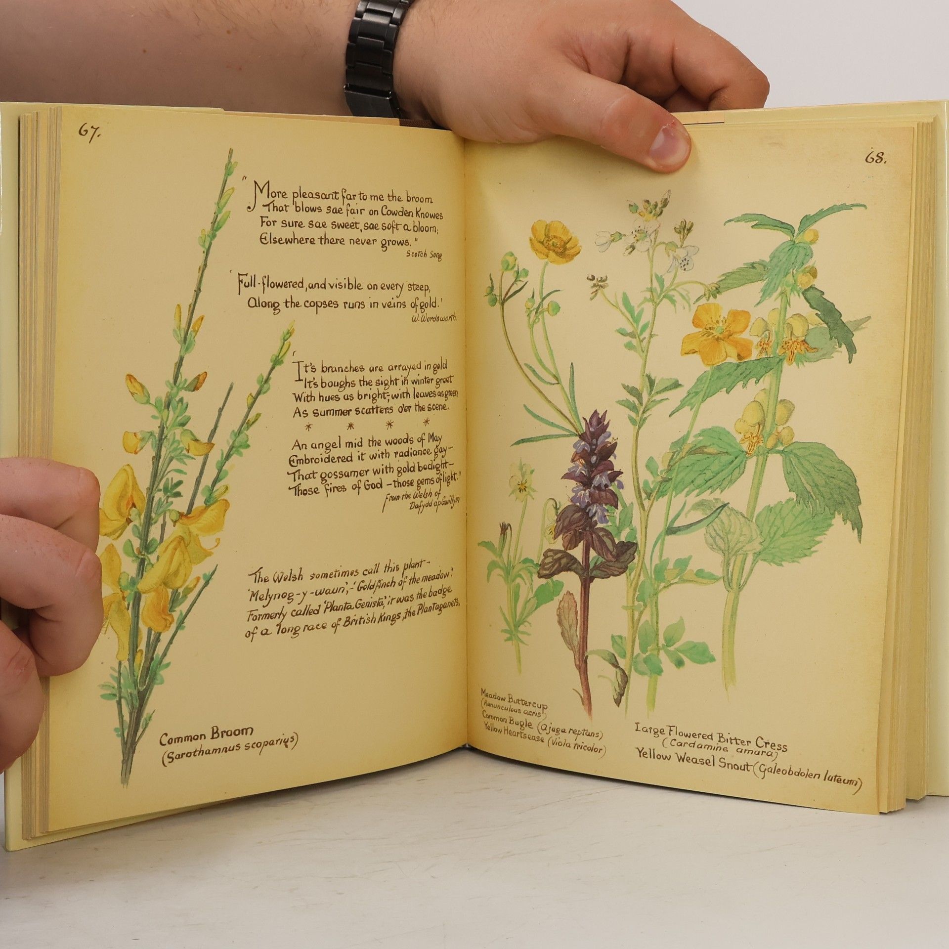 Edith Holden The country diary of an Edwardian lady