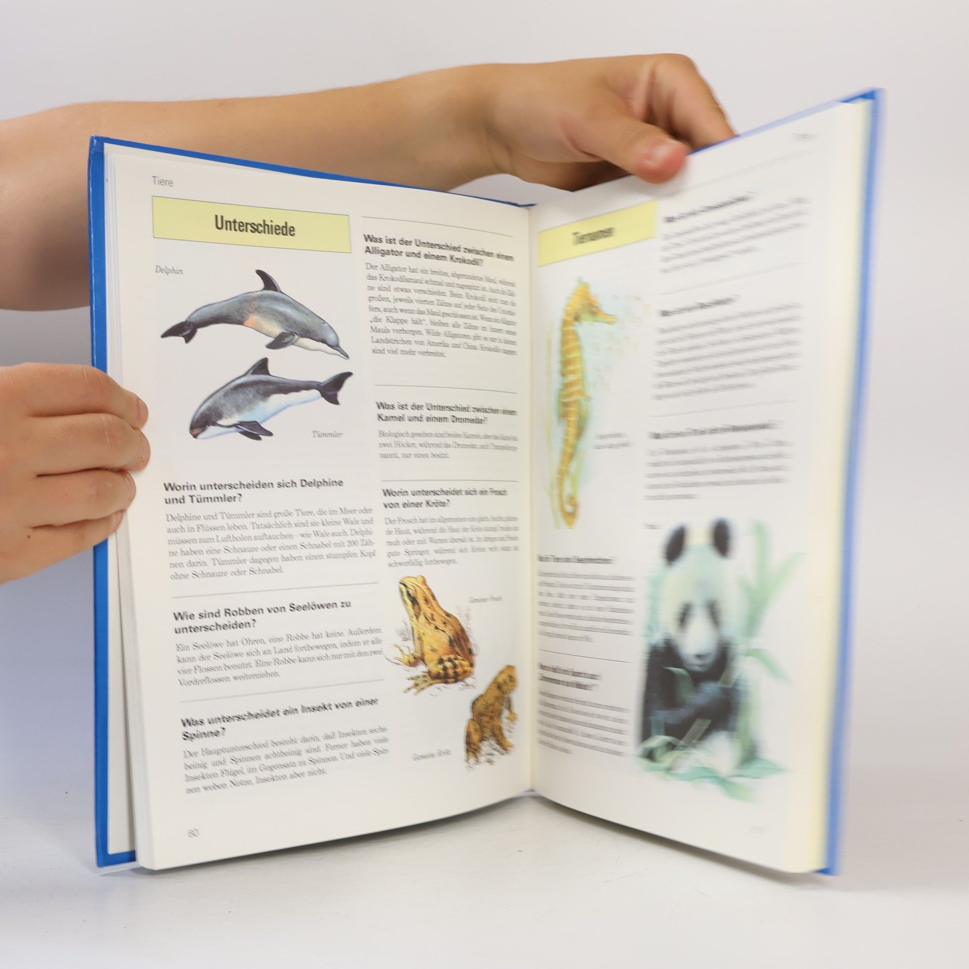 Autorenkollektiv Das große Buch der 1001 Fragen und Antworten