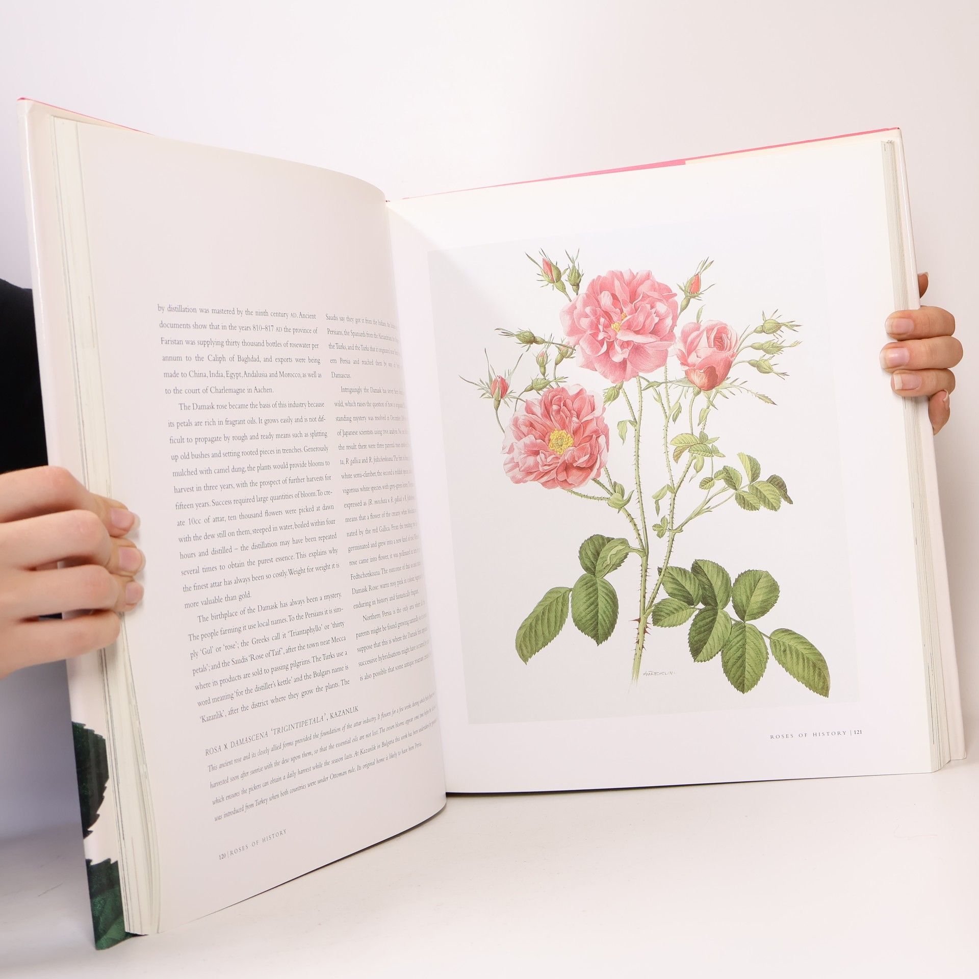 Peter Harkness The Rose
