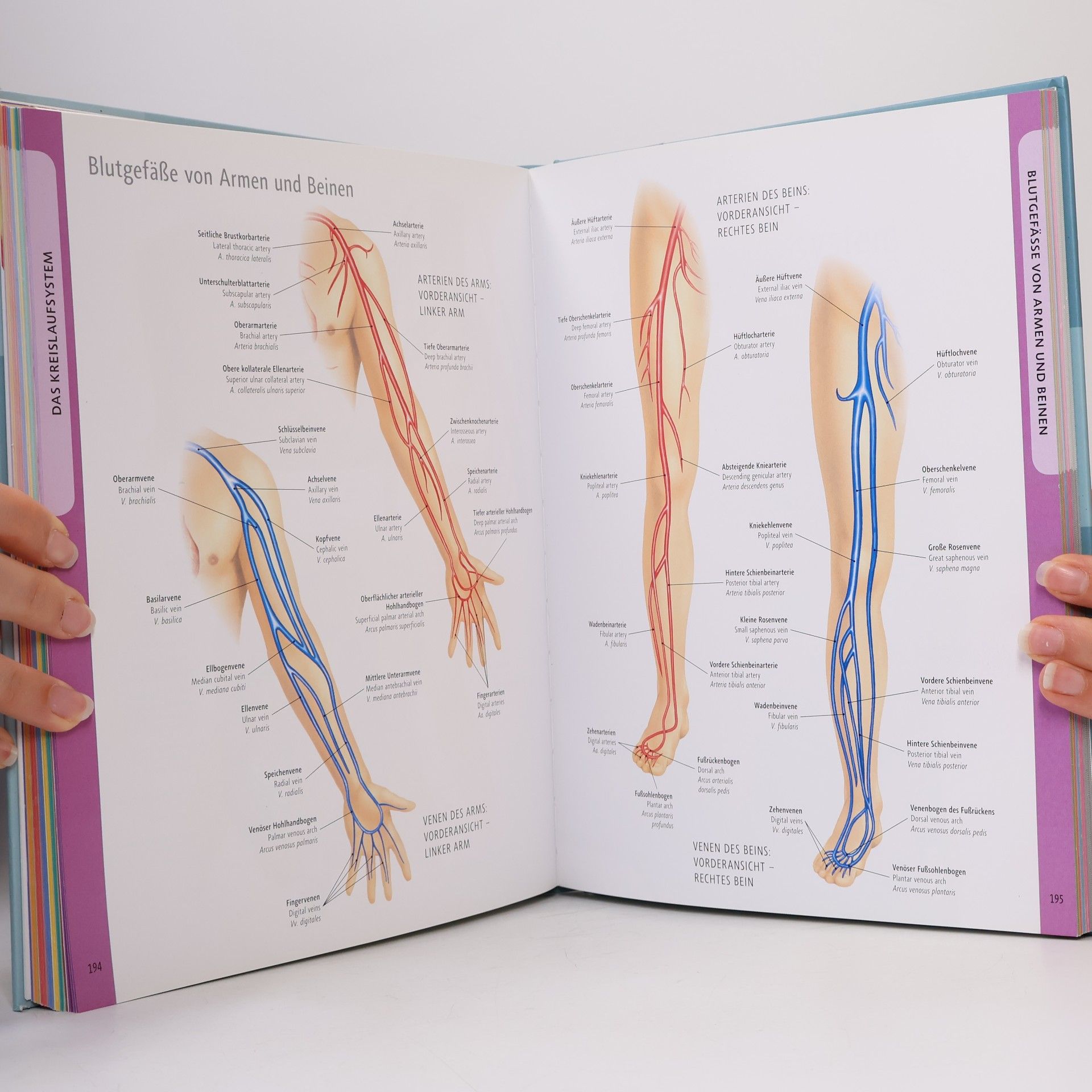 Ken Ashwell Die Anatomie des menschlichen Körpers