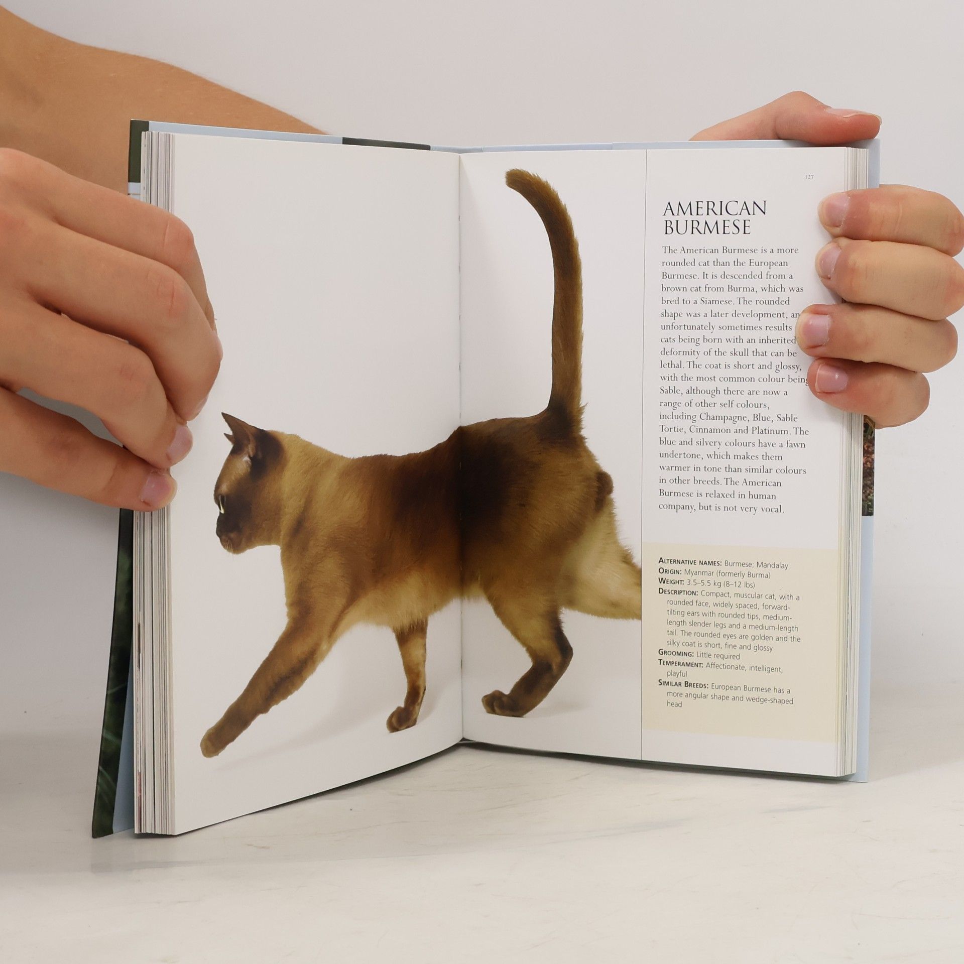 Emily Williams A Concise Guide to Cats