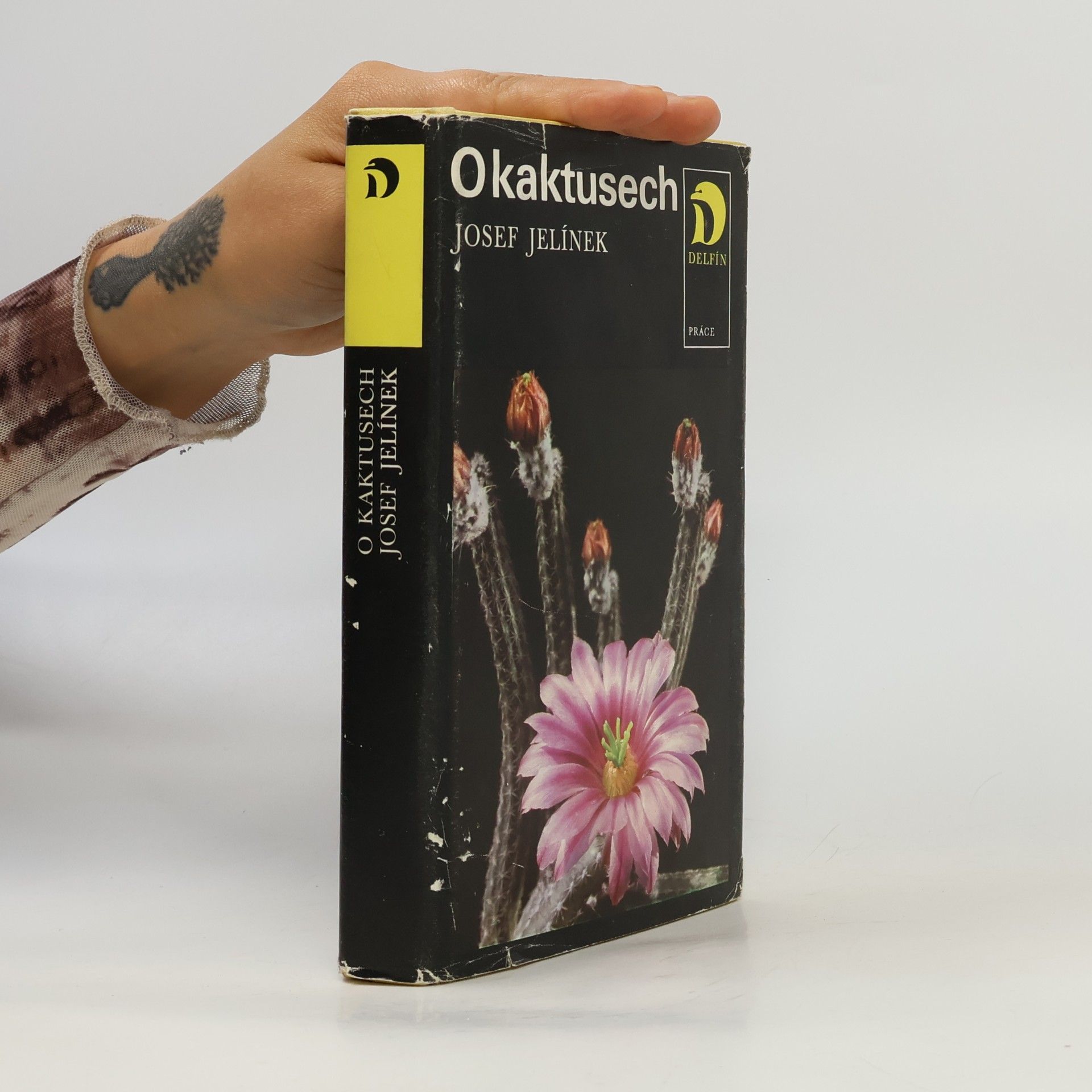 O kaktusech