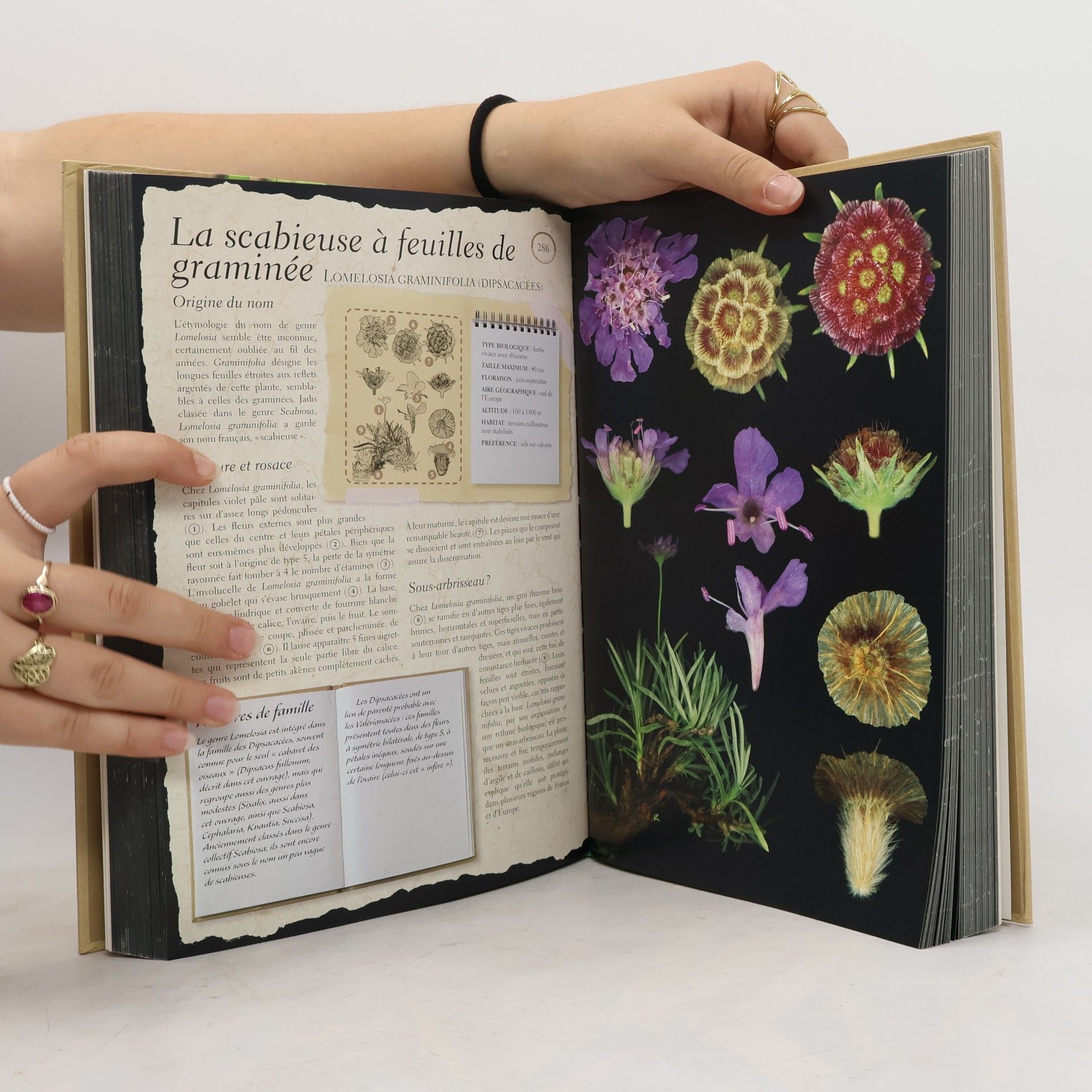 Dï¿½?LIA VIGNES PIERRE VIGNES HERBIER DES PLANTES SAUVAGES