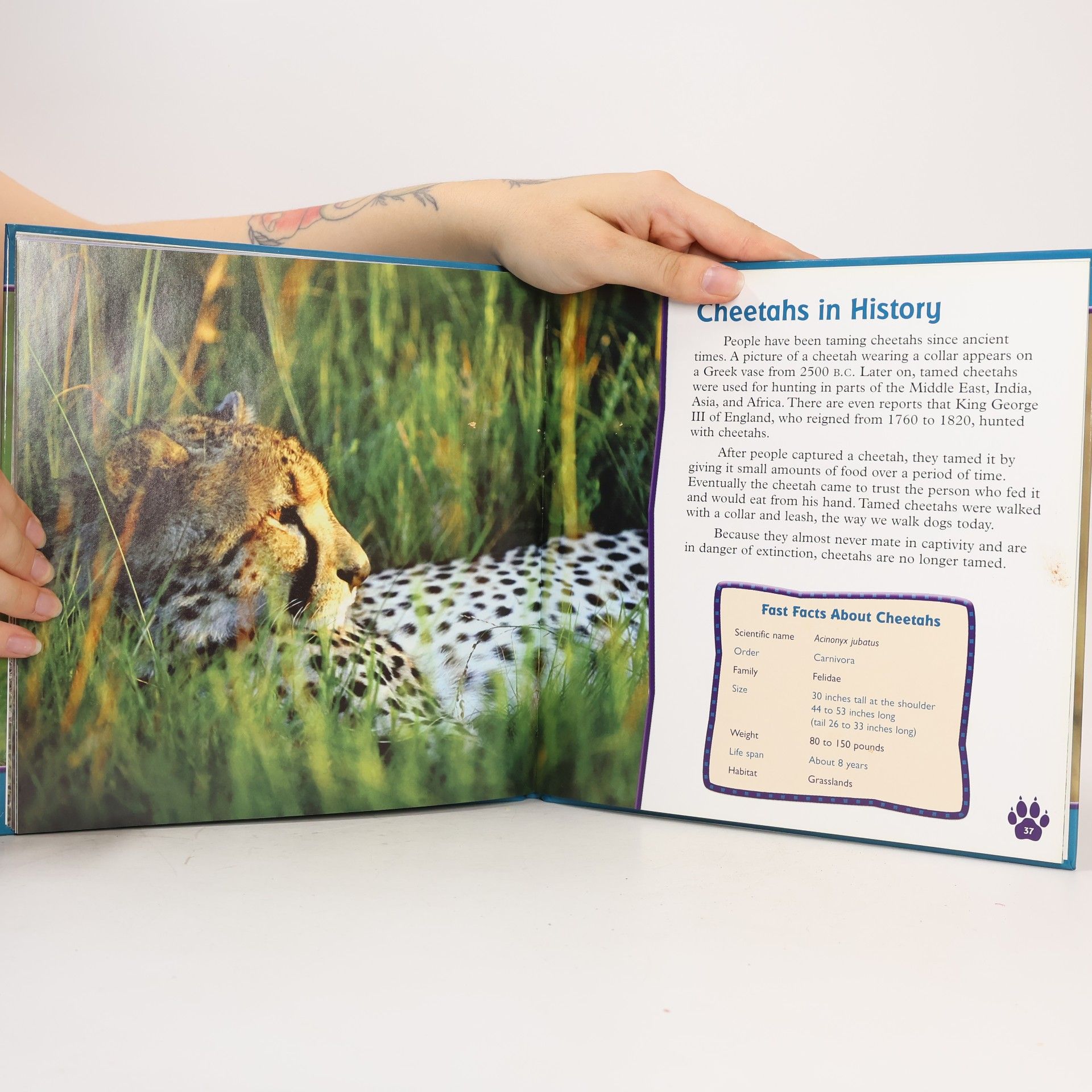 Kate Delaney All About Animals: Cheetahs