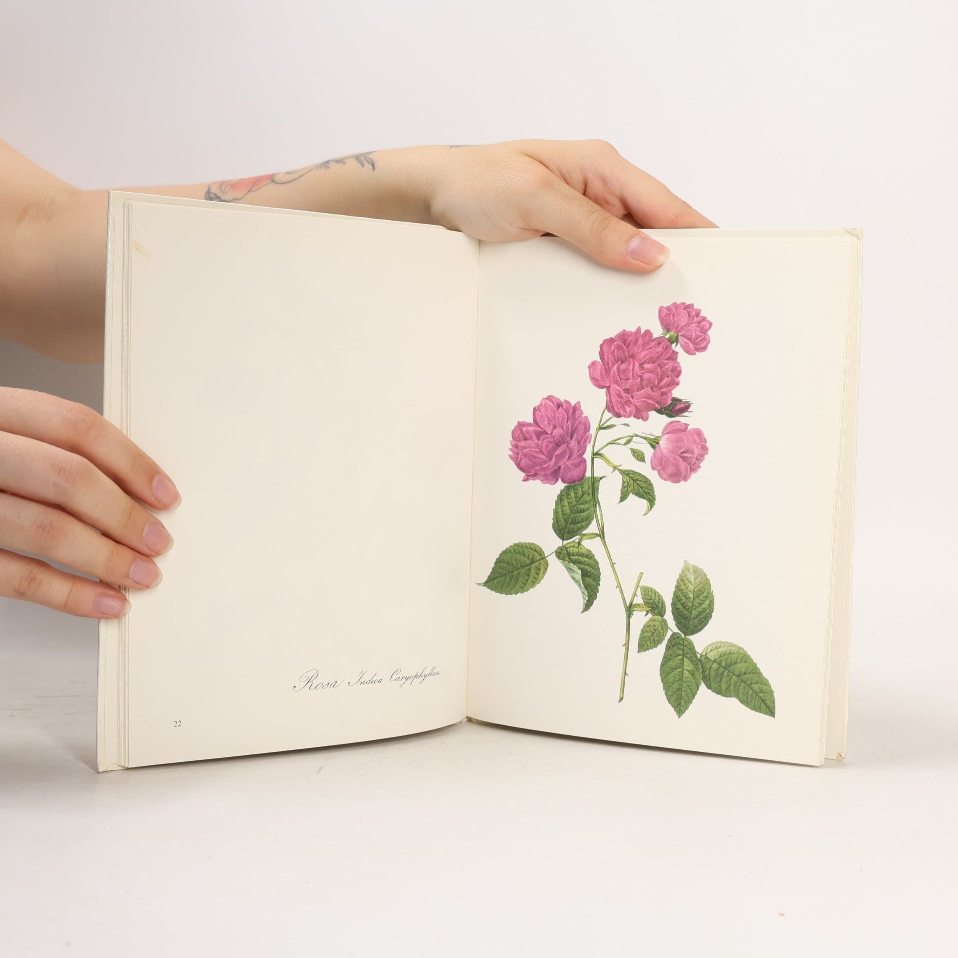 P. J. Redouté Rosen für Josephine