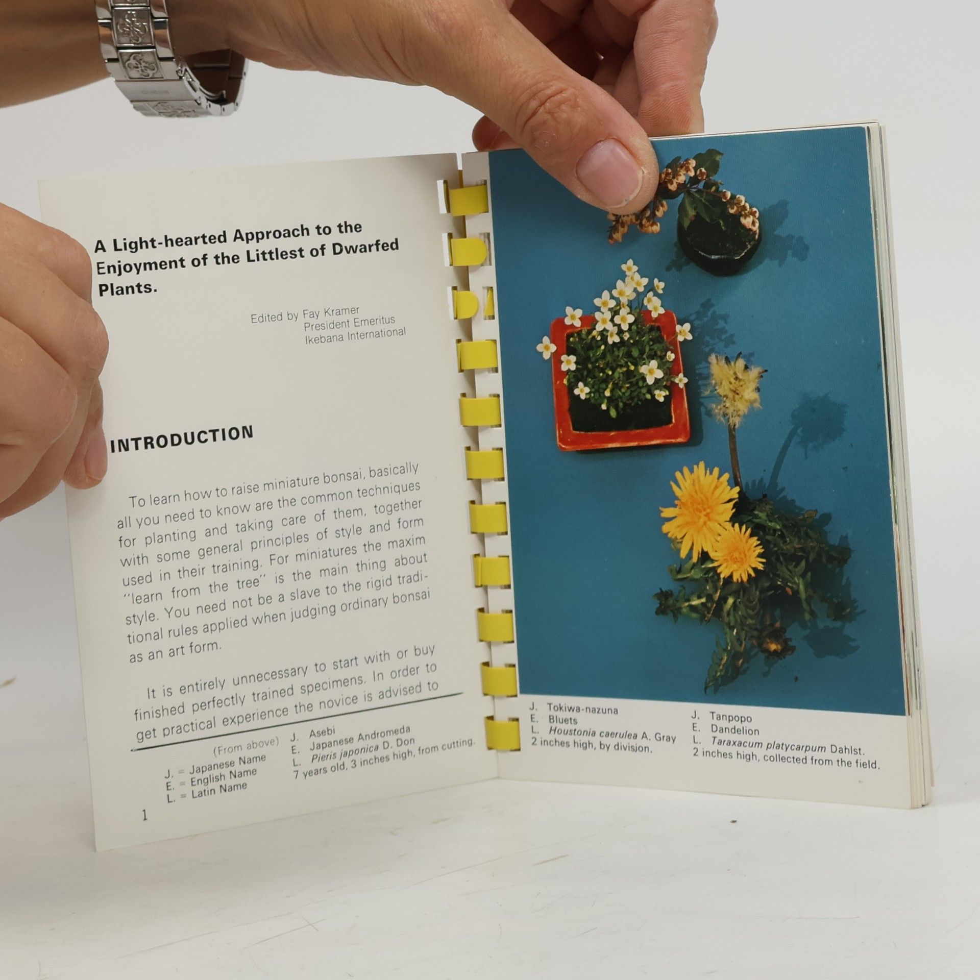 Zekō Nakamura Bonsai Miniatures