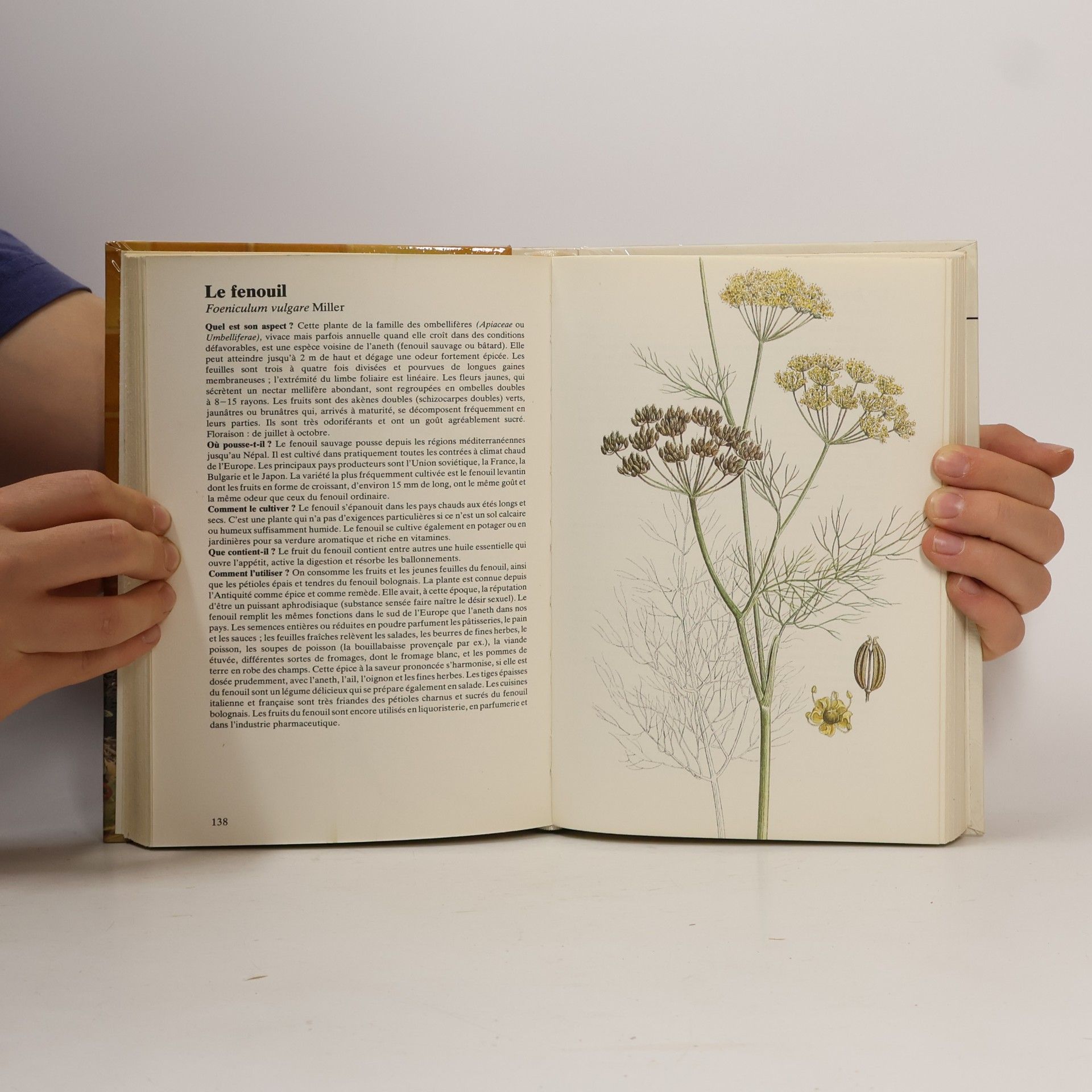 B. Hlava Les plantes saveur qui ensoleillent votre cuisine
