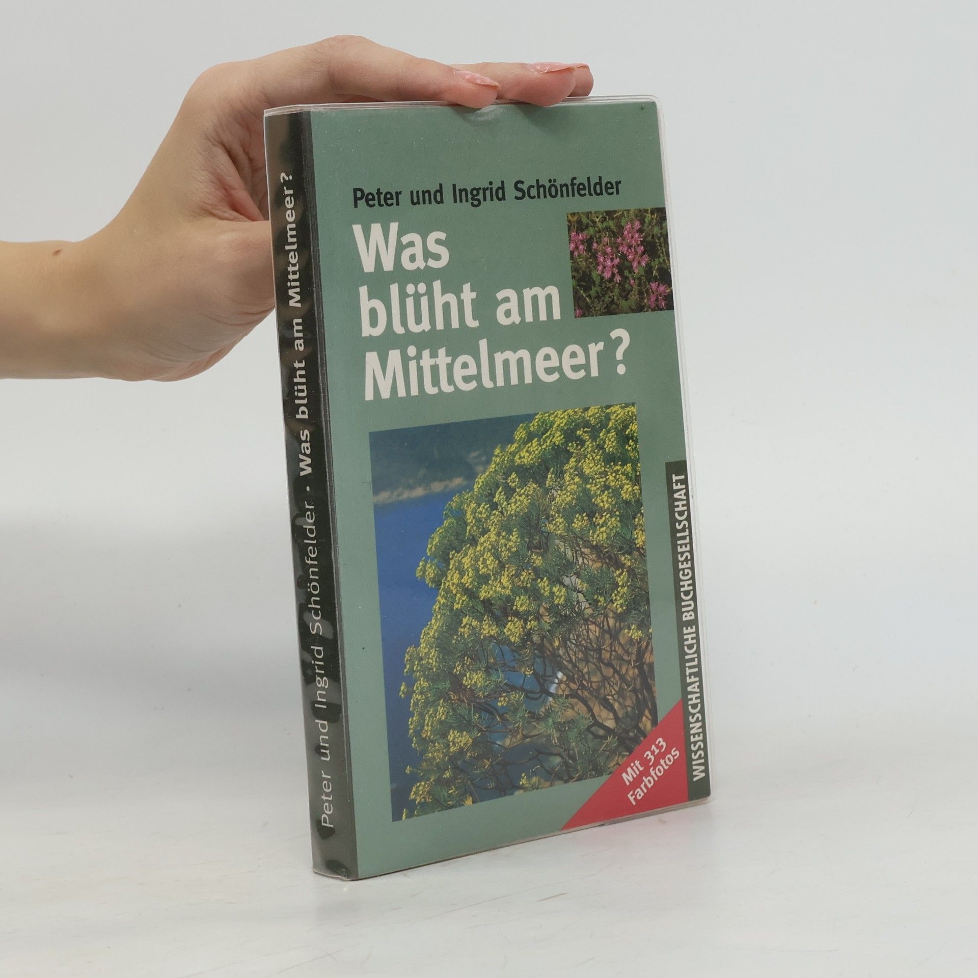 Was blüht am Mittelmeer?