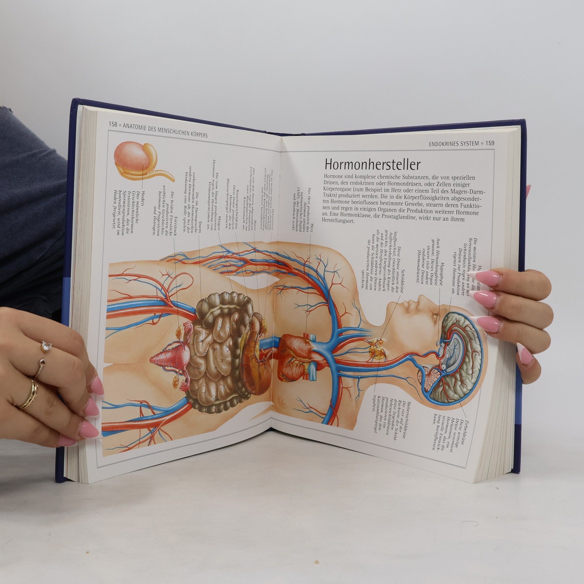 Tony Smith Anatomie-Atlas