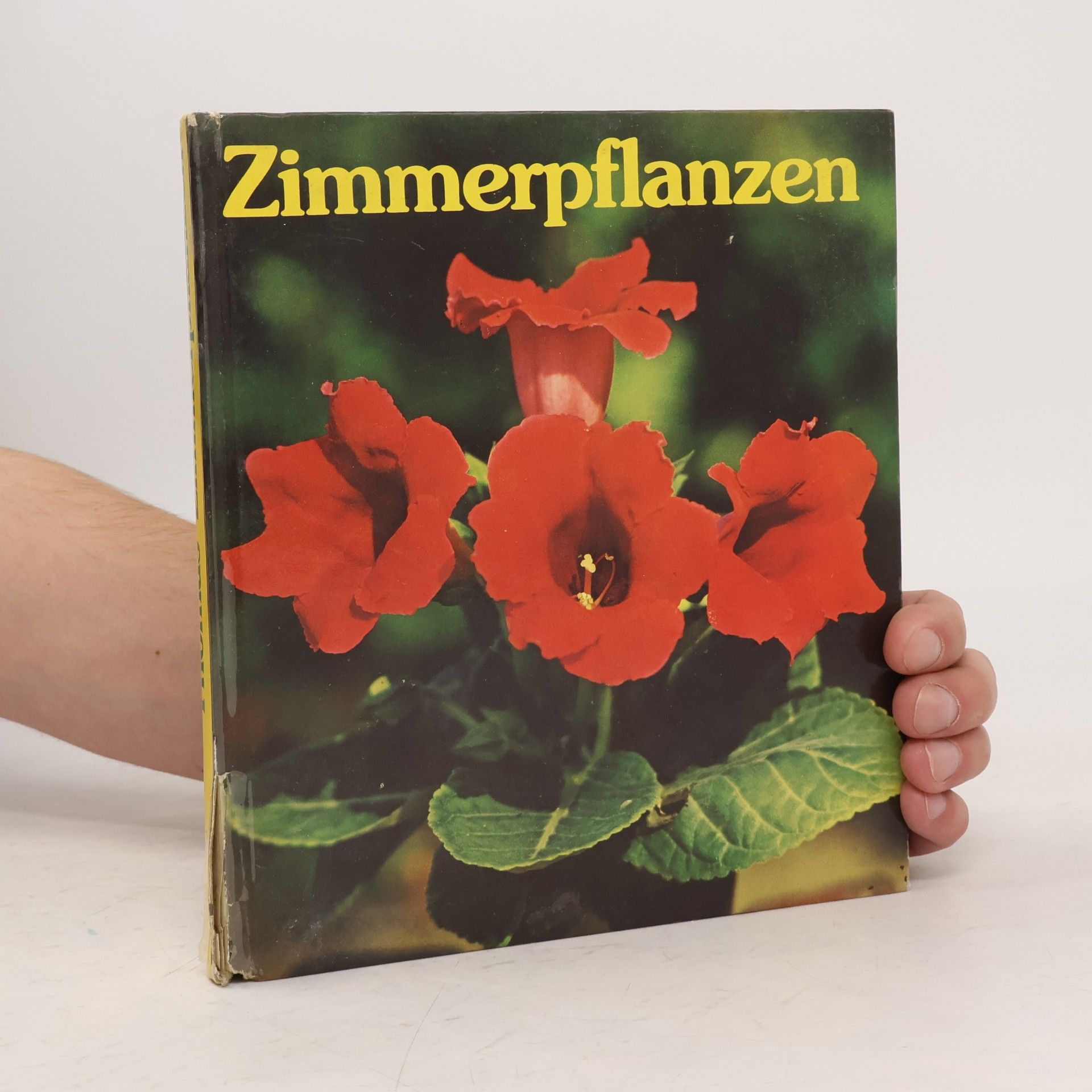 Editha Thomas Zimmerpflanzen