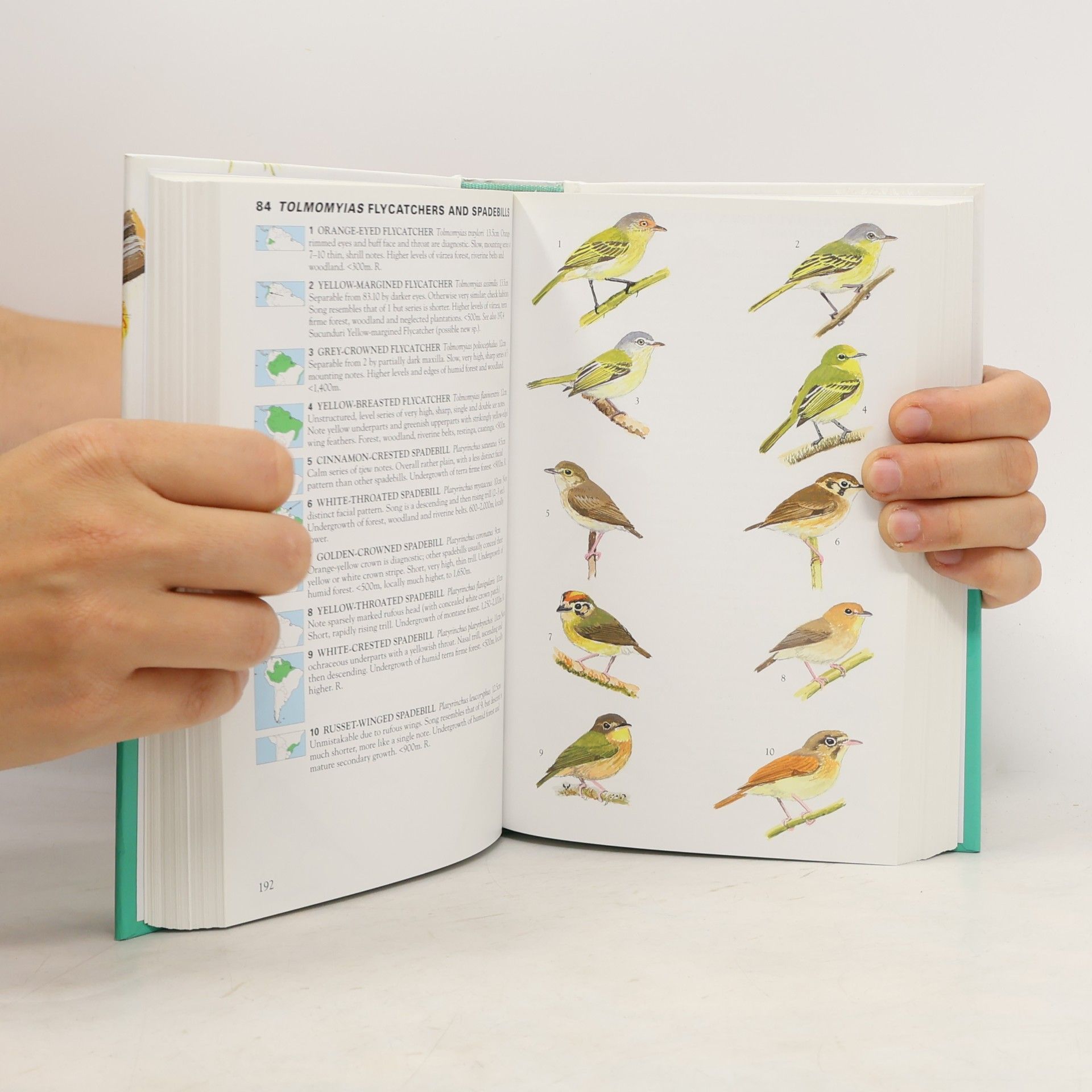 Autorenkollektiv Birds of South America: Passerines