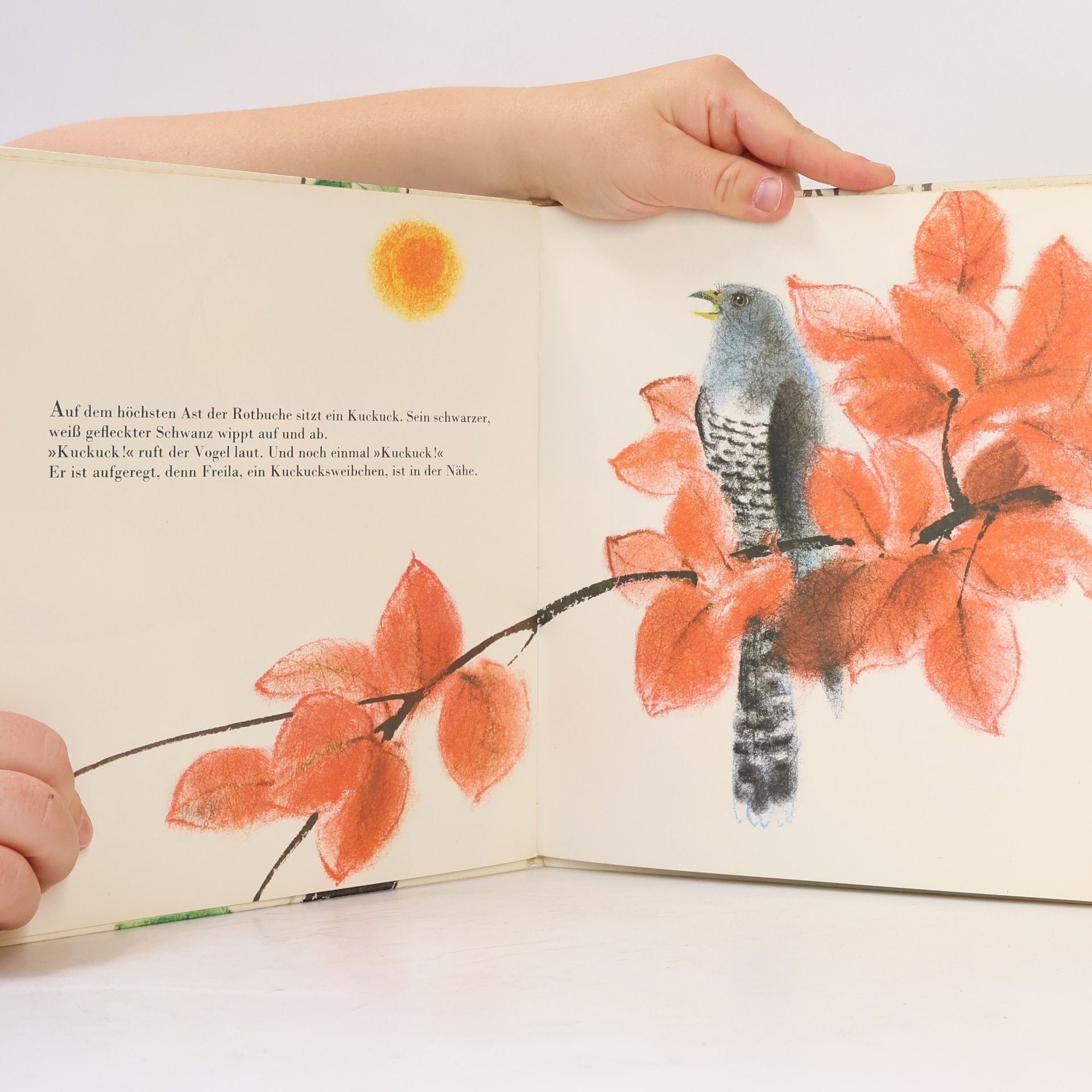 Various authors Freila. Ein Tag im Leben eines Kuckucks