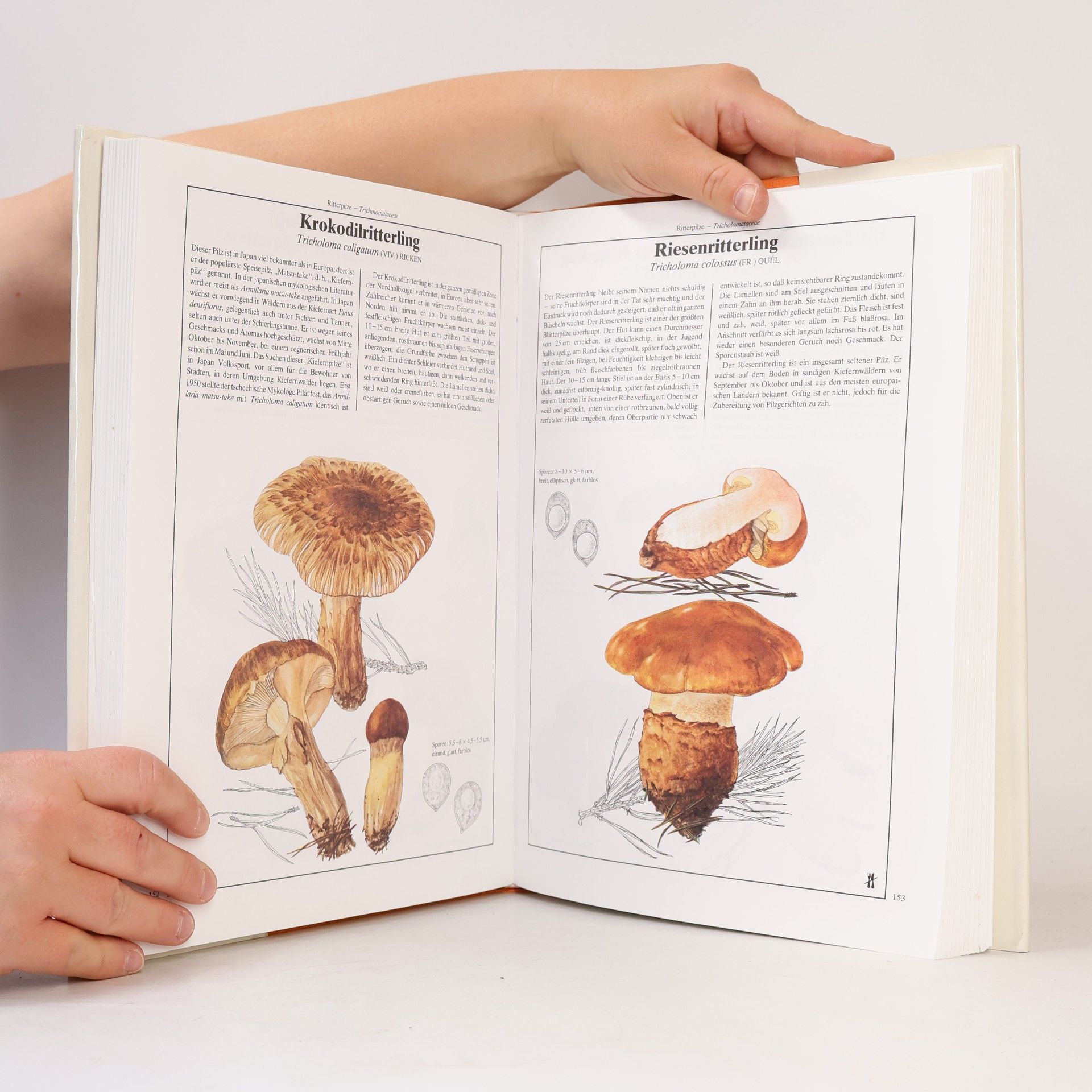 Mirko Svrček Dausien's grosses Pilzbuch in Farbe