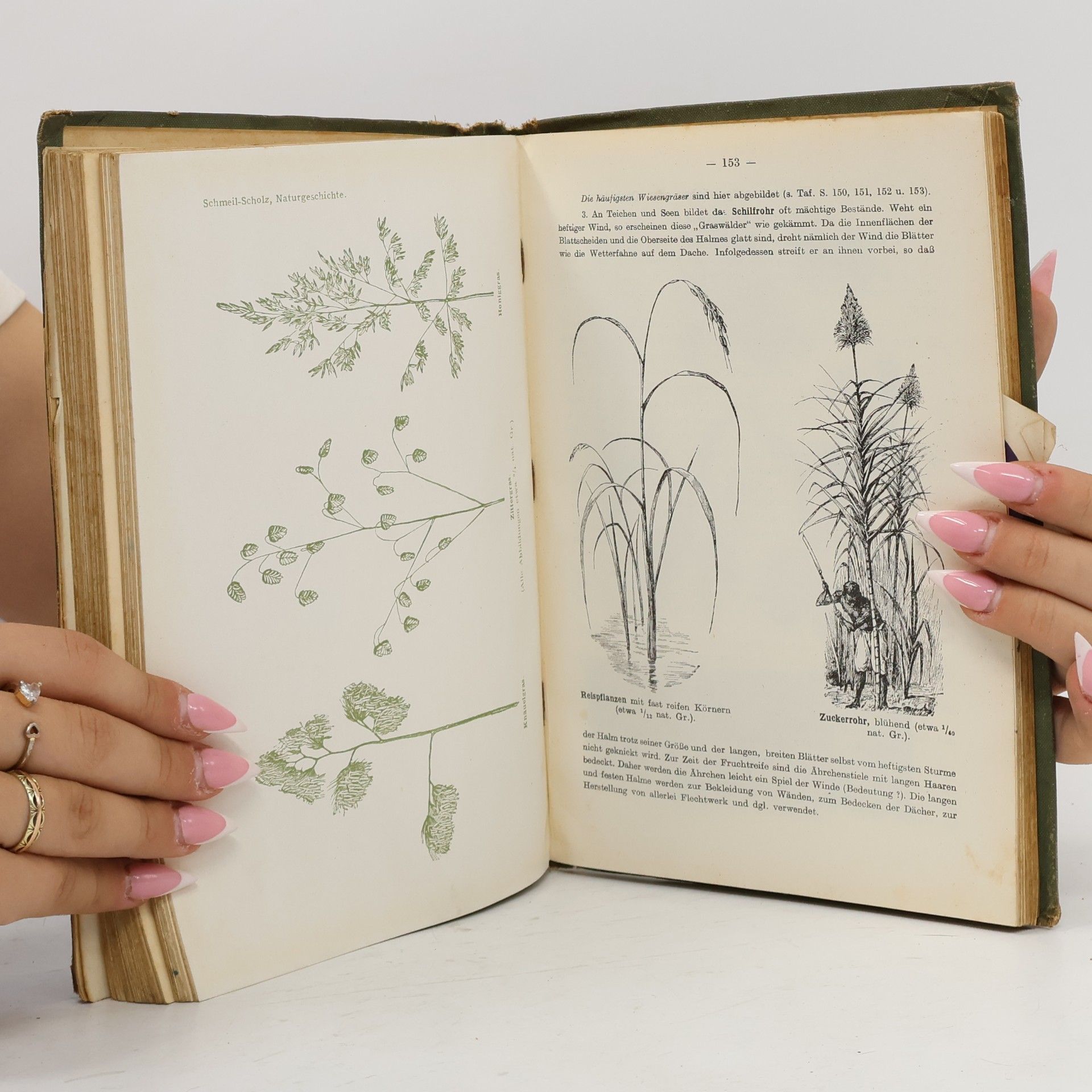 Various authors Naturgeschichte des Pflanzenreiches für Mädchen-Lyzeen I.+II.