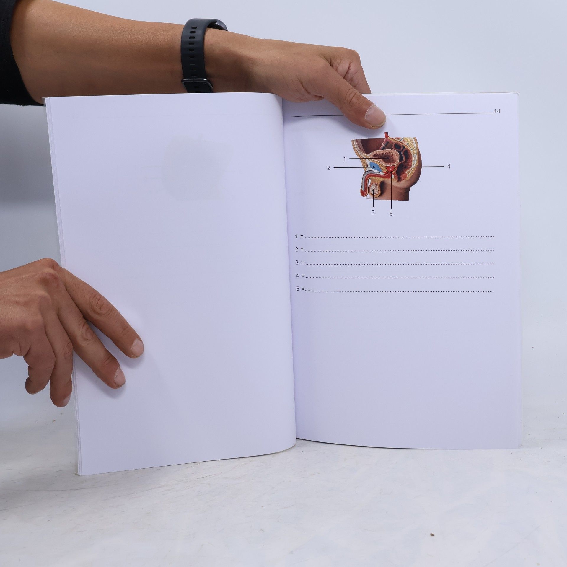 C. Bartels Handbuch der Krankheiten des Harnapparates