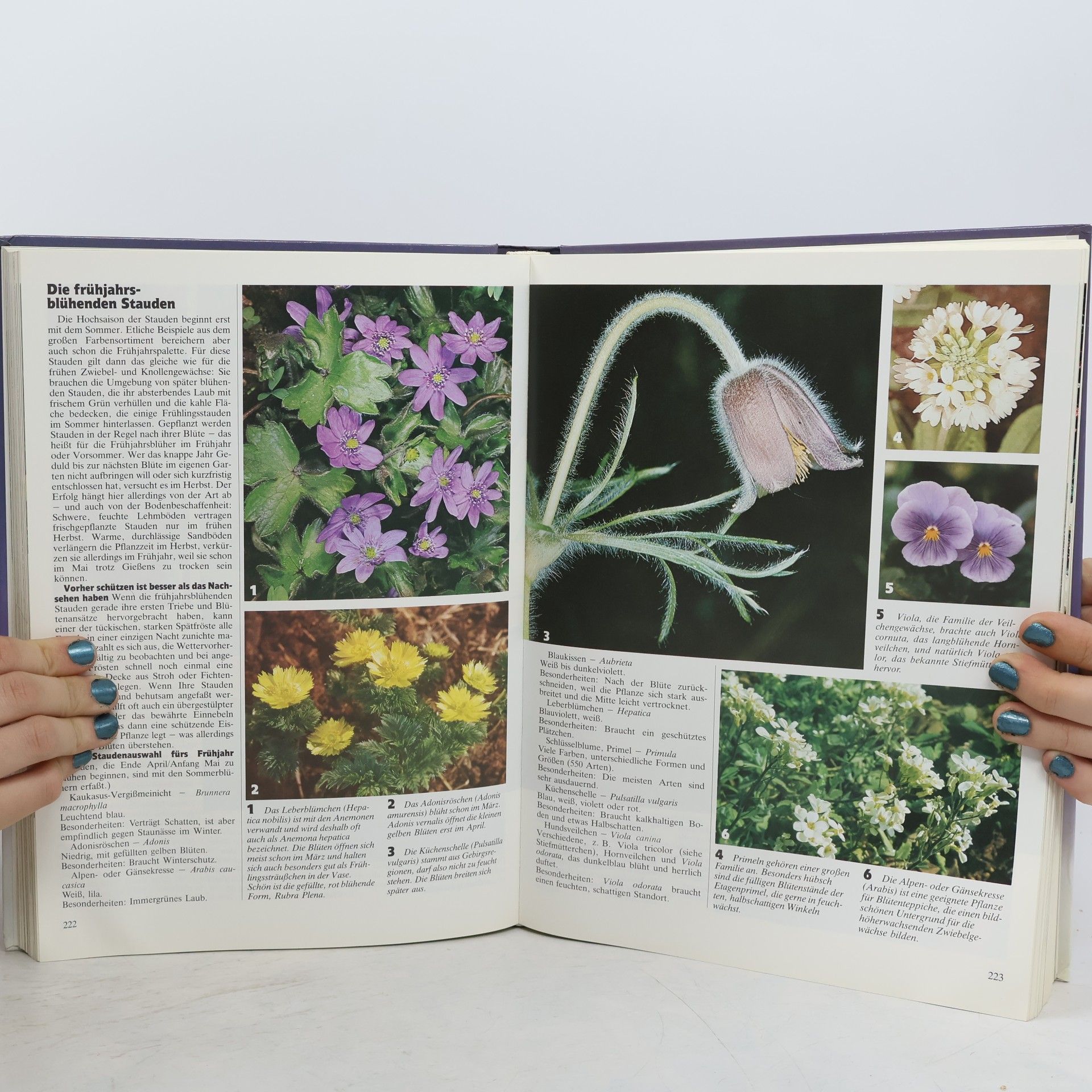 Autorenkollektiv Mein grosses Gartenbuch