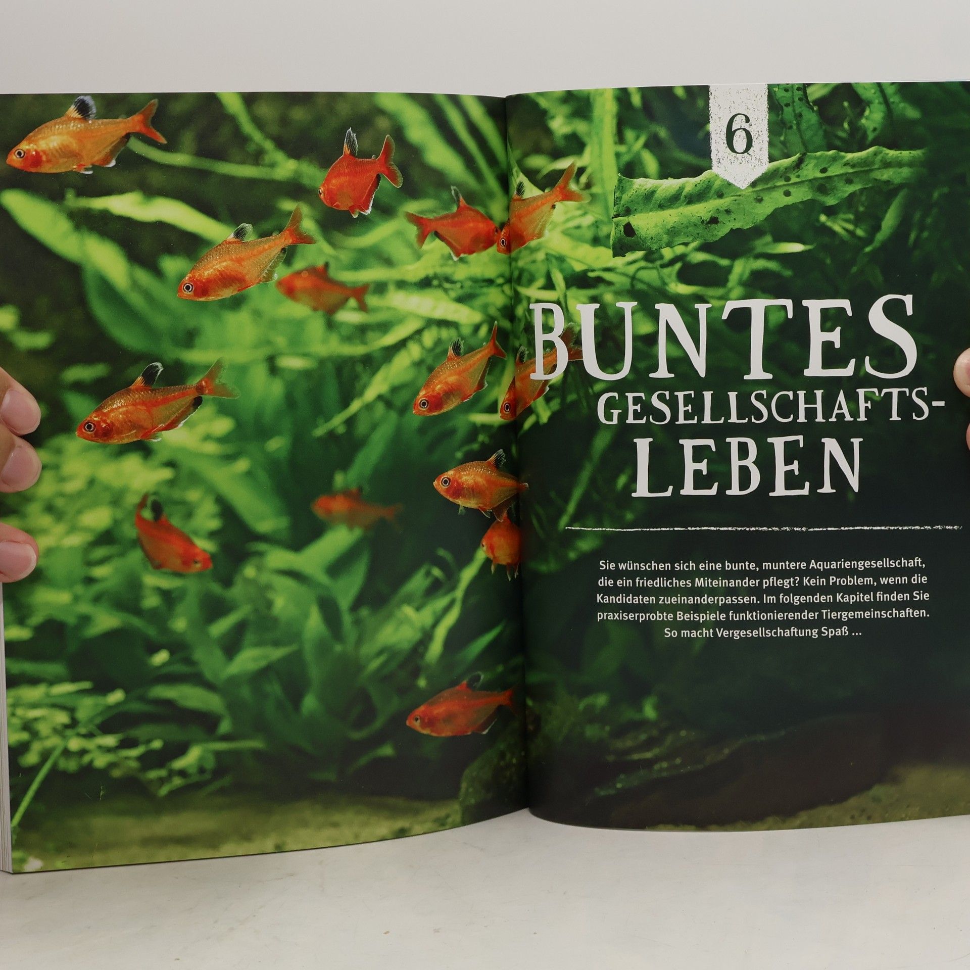 Ulrich Schliewen Faszinierendes Aquarium