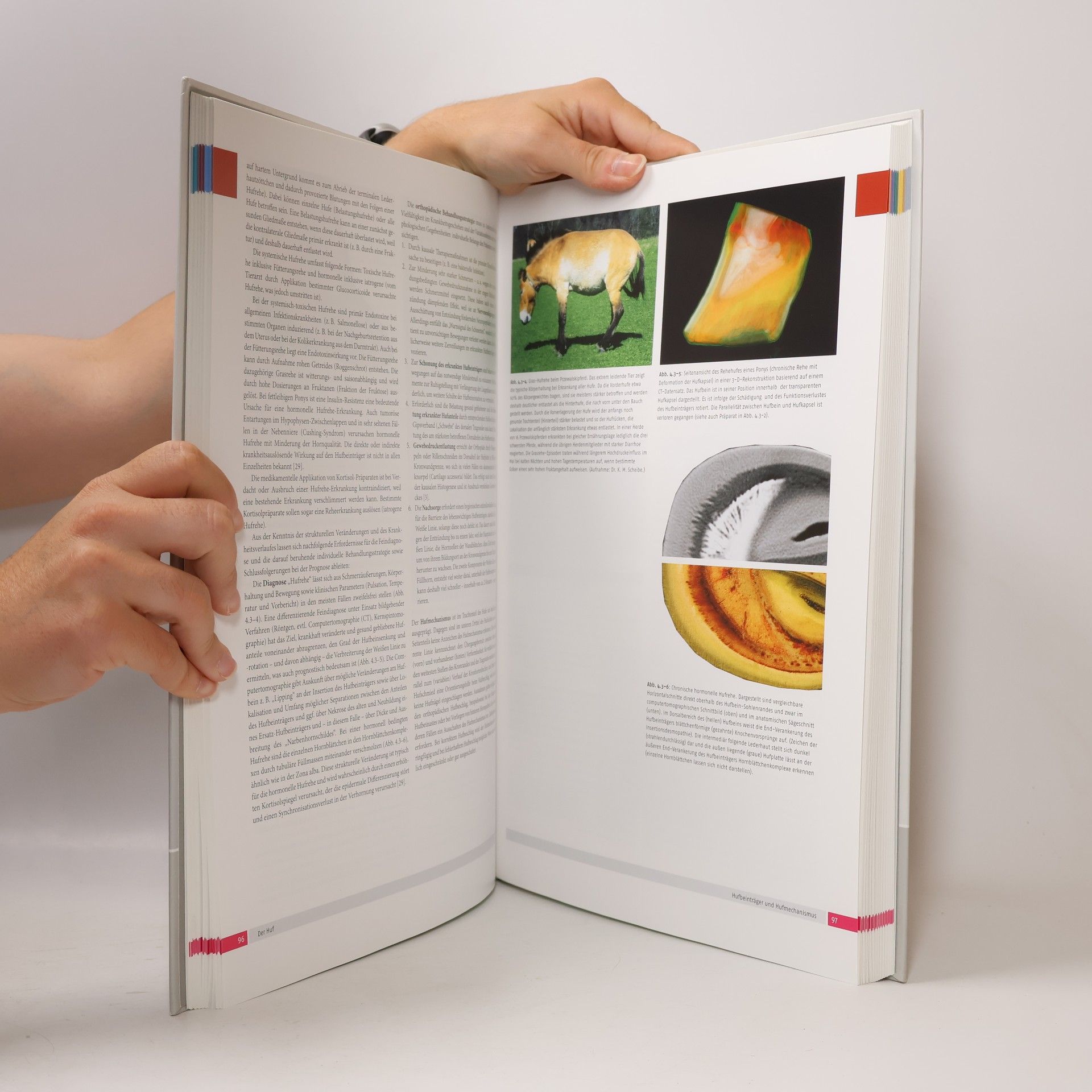 Christoph Mülling Atlas der Anatomie des Pferdes