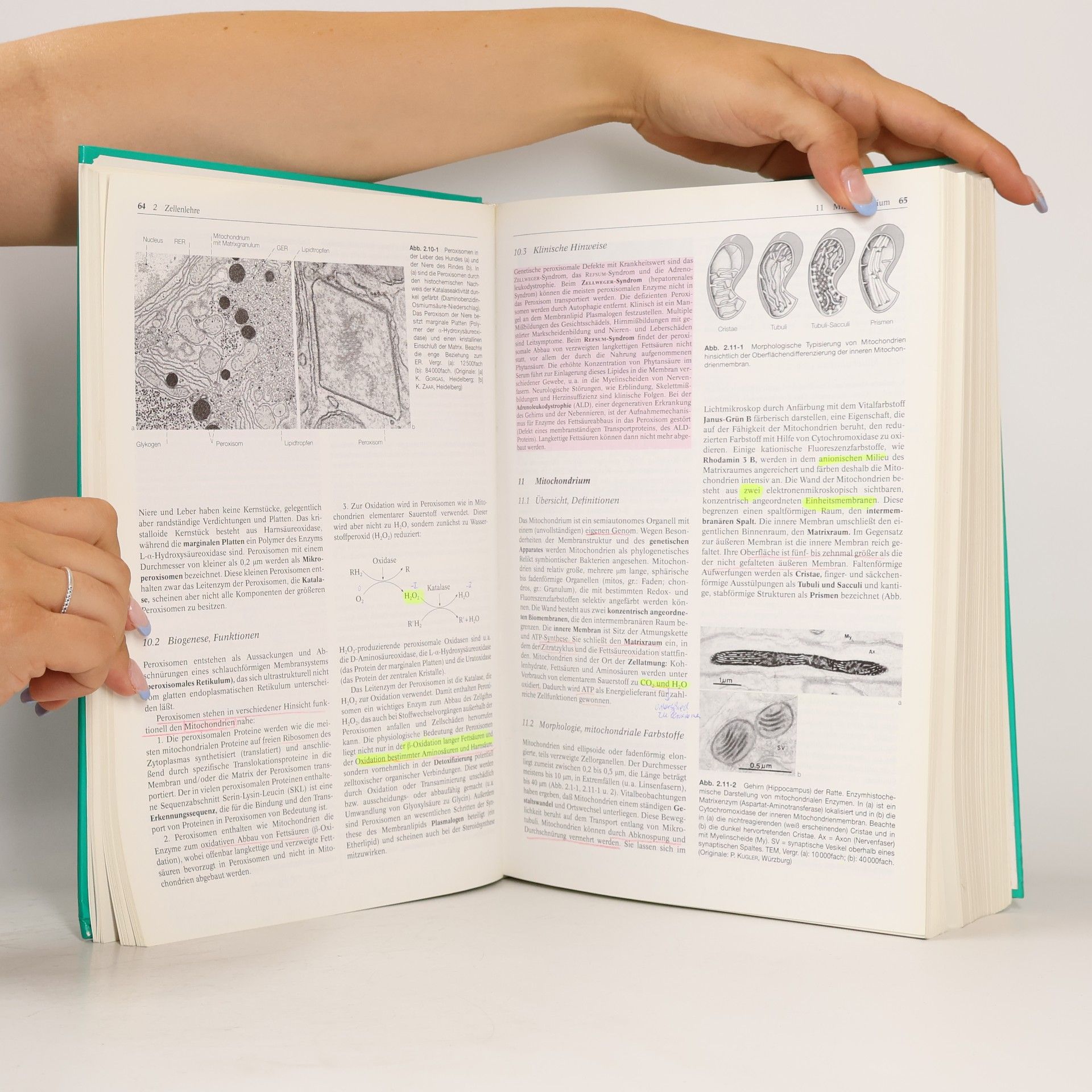 Dirk Berens von Rautenfeld Anatomie