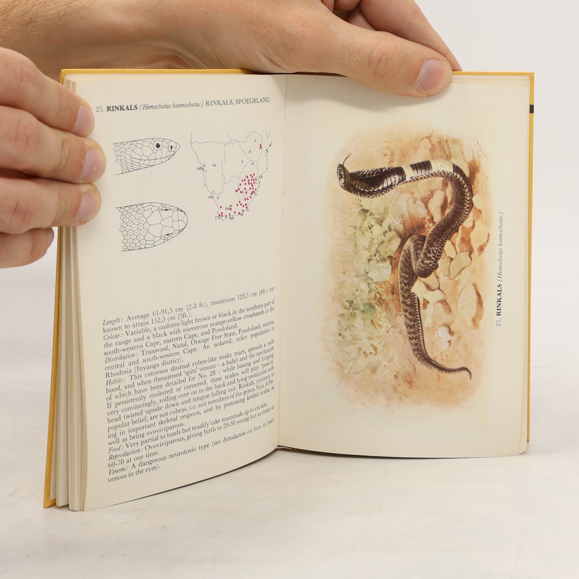 John H. Visser Purnell Pocket Guides: Common Snakes of South Africa