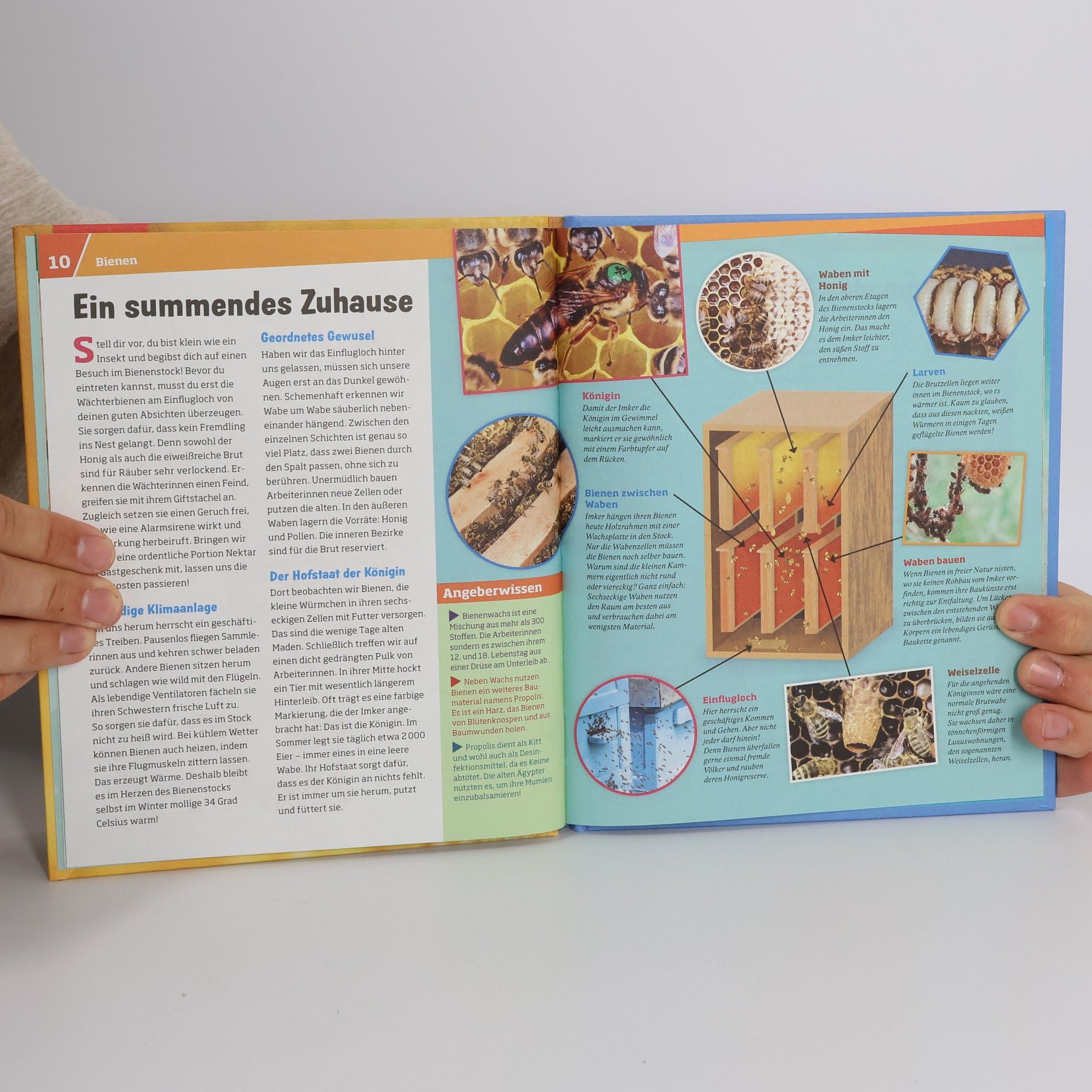 Alexandra Rigos Bienen und Wespen
