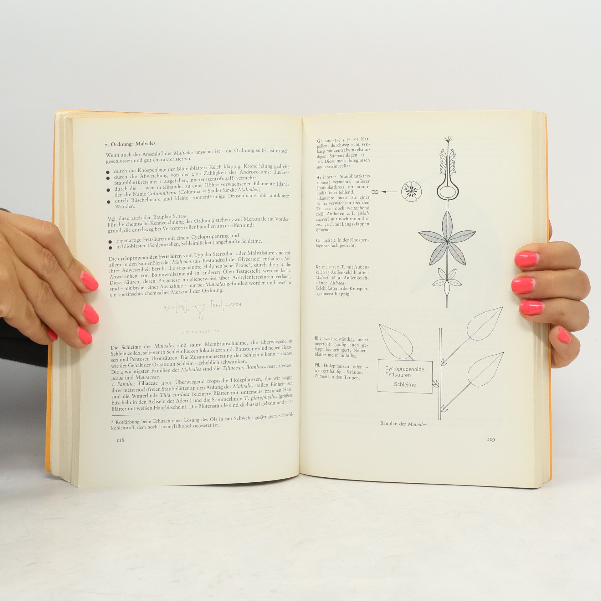 Dietrich Frohne Systematik des Pflanzenreichs