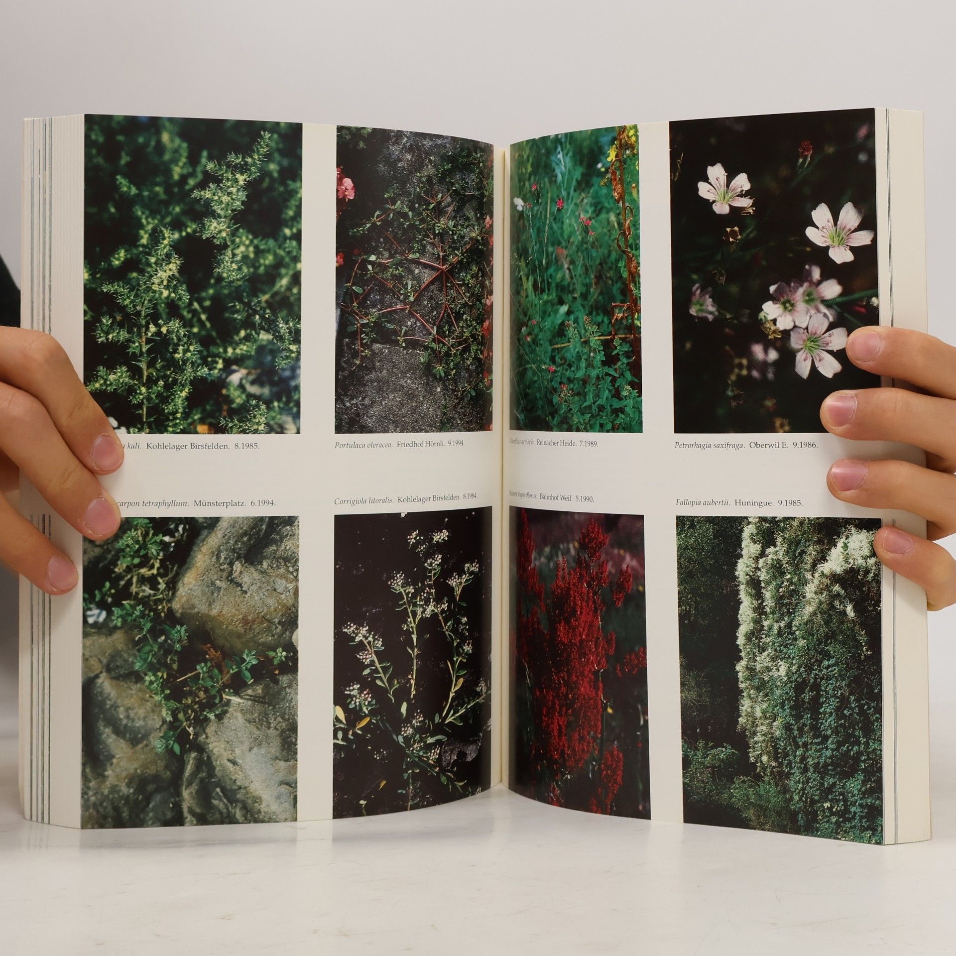 kolektiv Flora von Basel und Umgebung 1980-1996