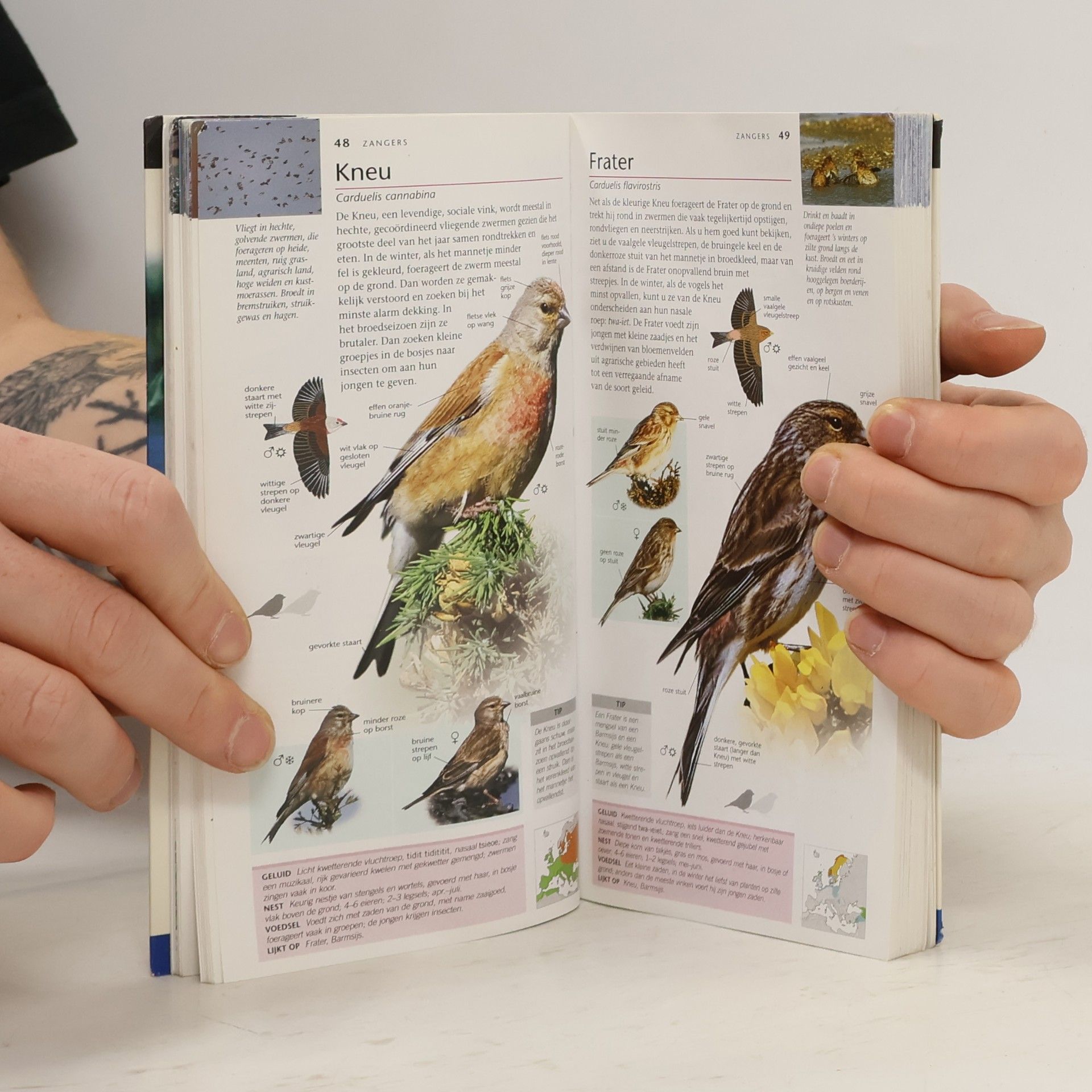 John Woodward Capitool Natuurgids Vogels