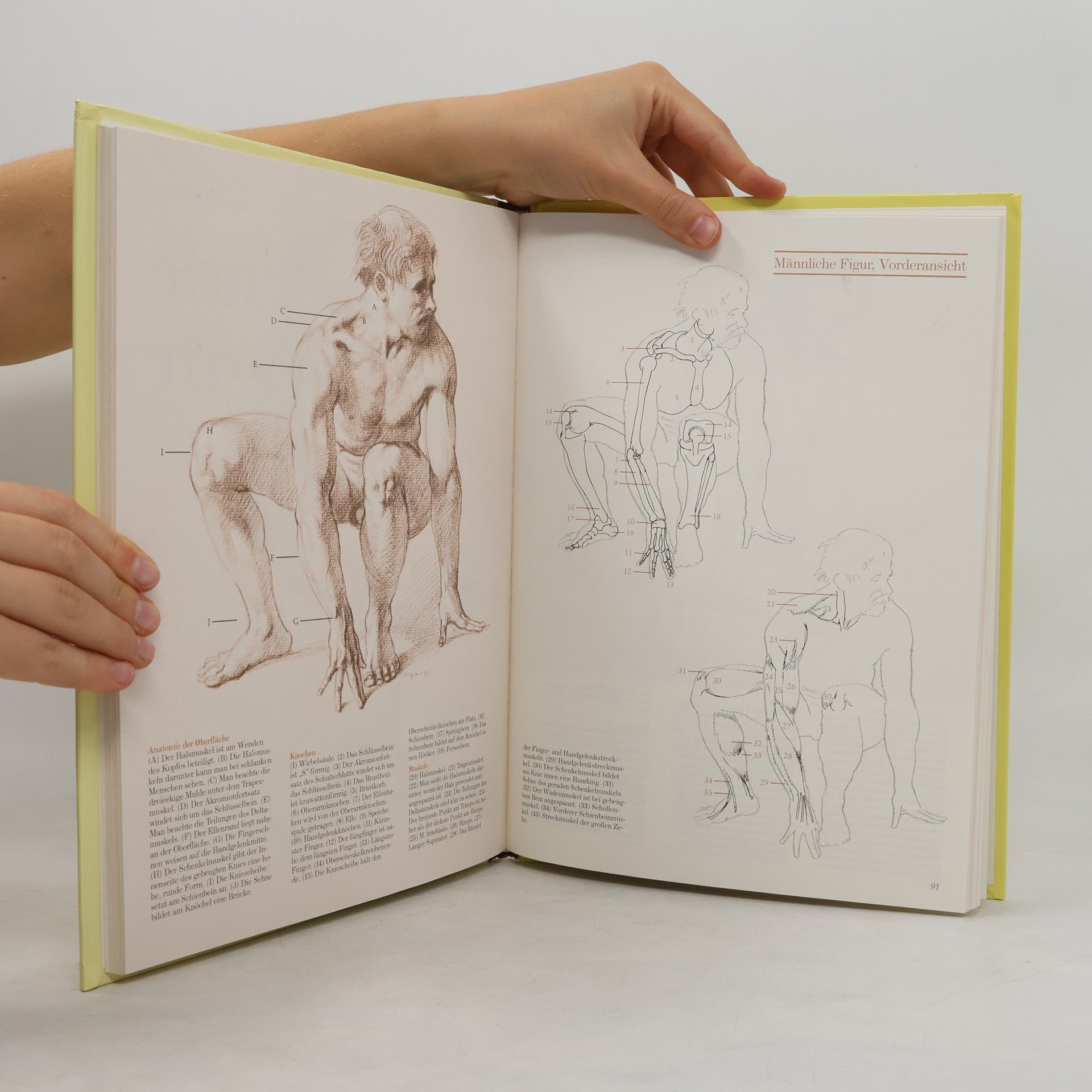 Joseph Sheppard Anatomie für Zeichner. Der menschliche Körper in der Bewegung