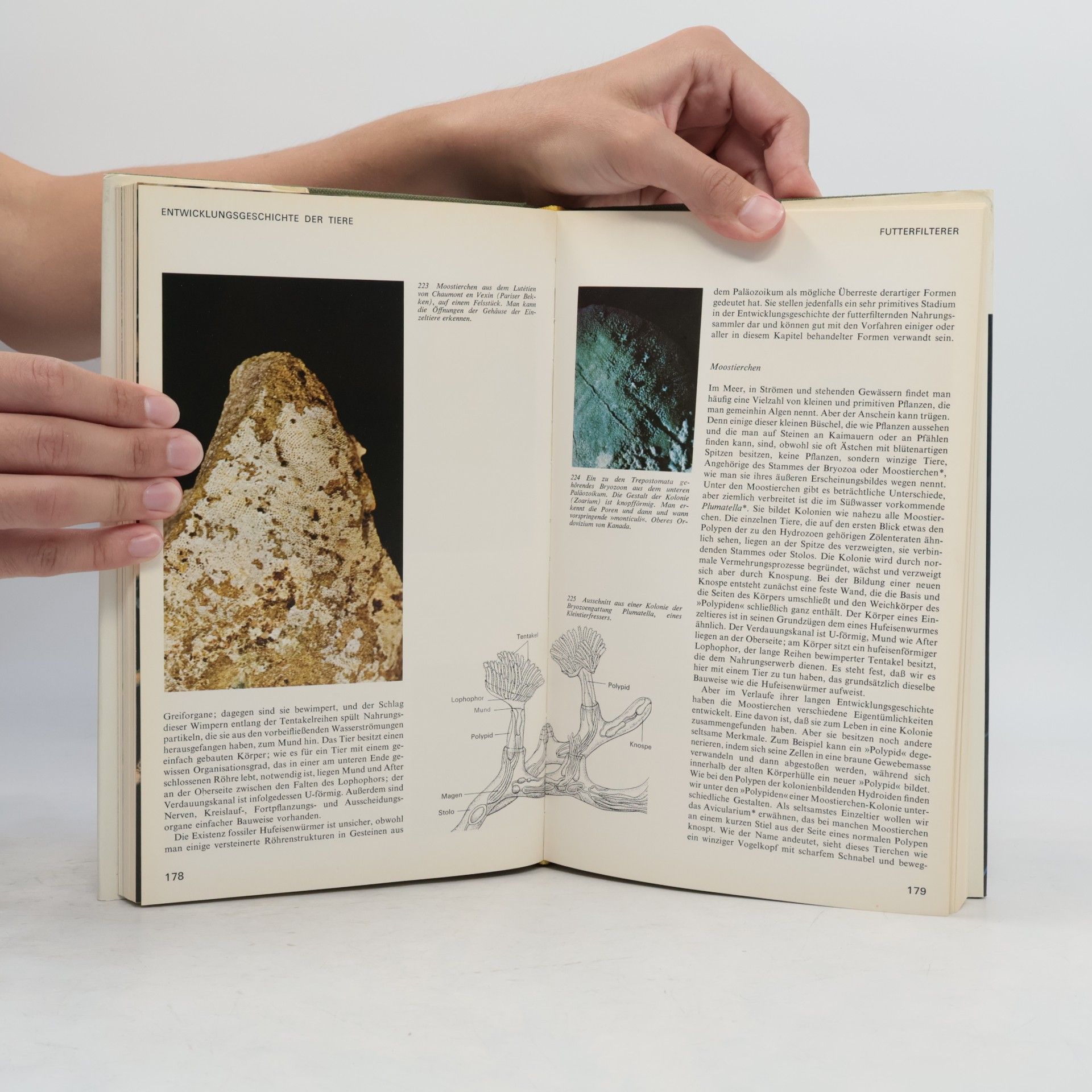 Alfred S. Romer Entwicklungsgeschichte der Tiere 1