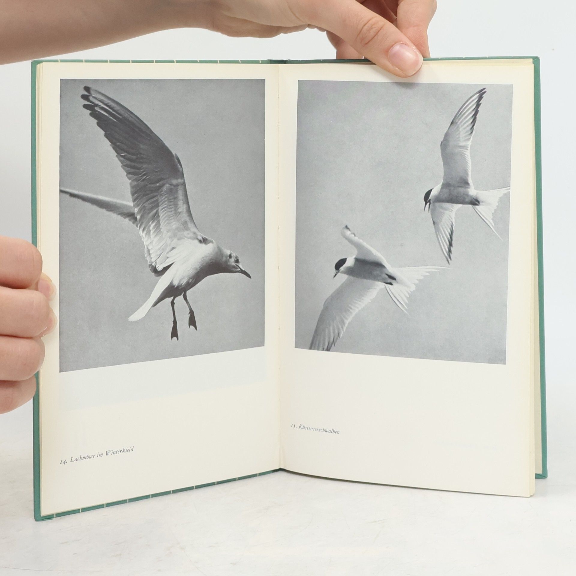 Rolf Dircksen Das kleine Vogelbuch