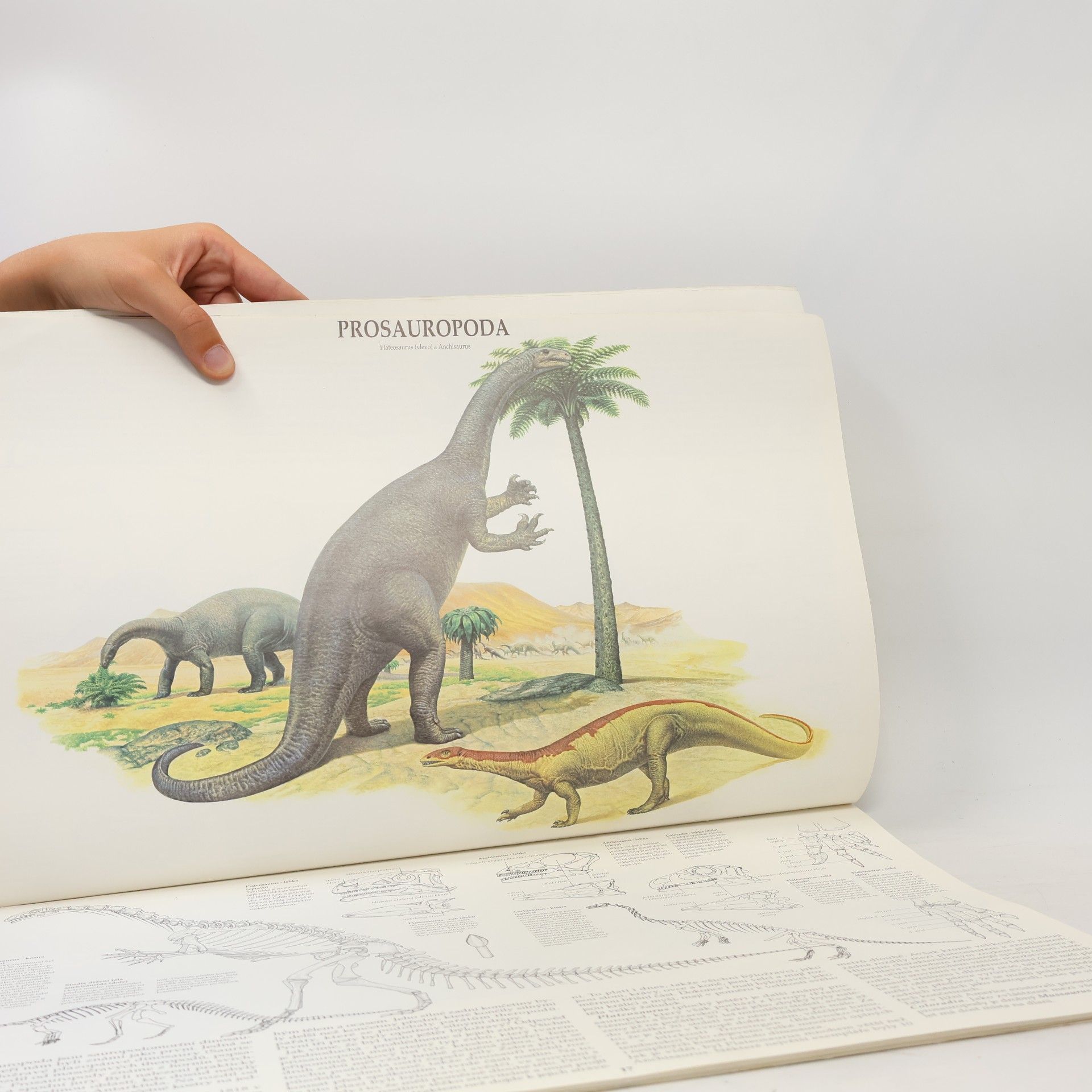 David Norman Velký obrazový atlas DINOSAUŘI