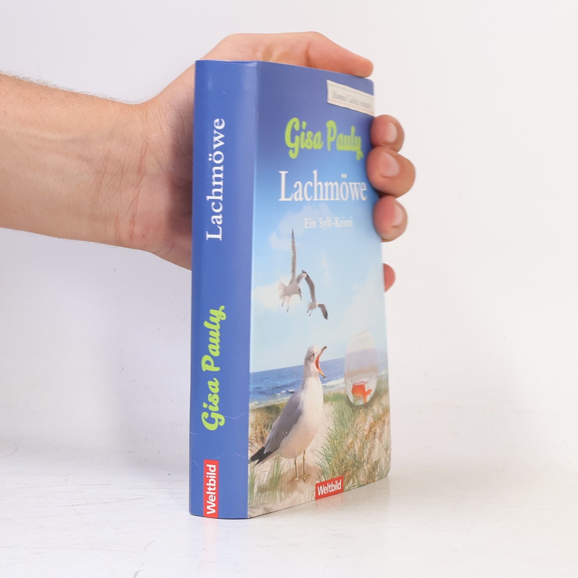 Lachmöwe
