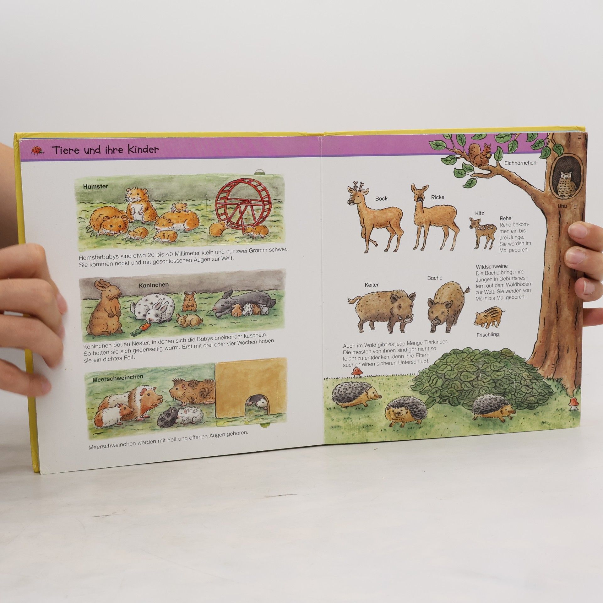 Mein allererstes Wissensbuch