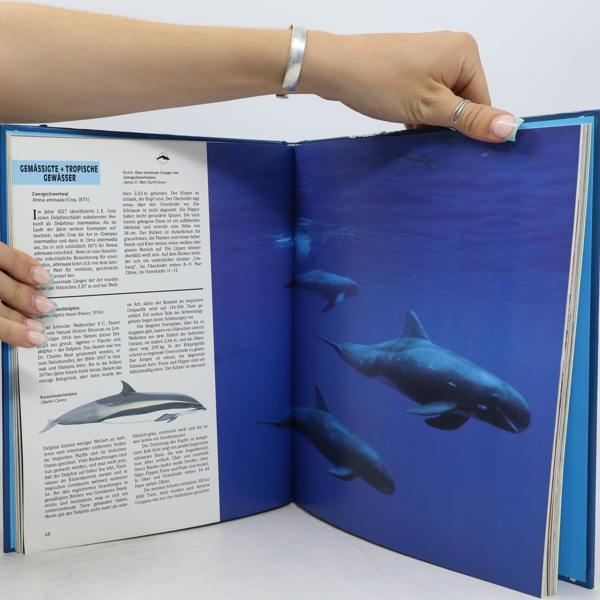 Kieran Mulvaney Das Greenpeace-Buch der Delphine