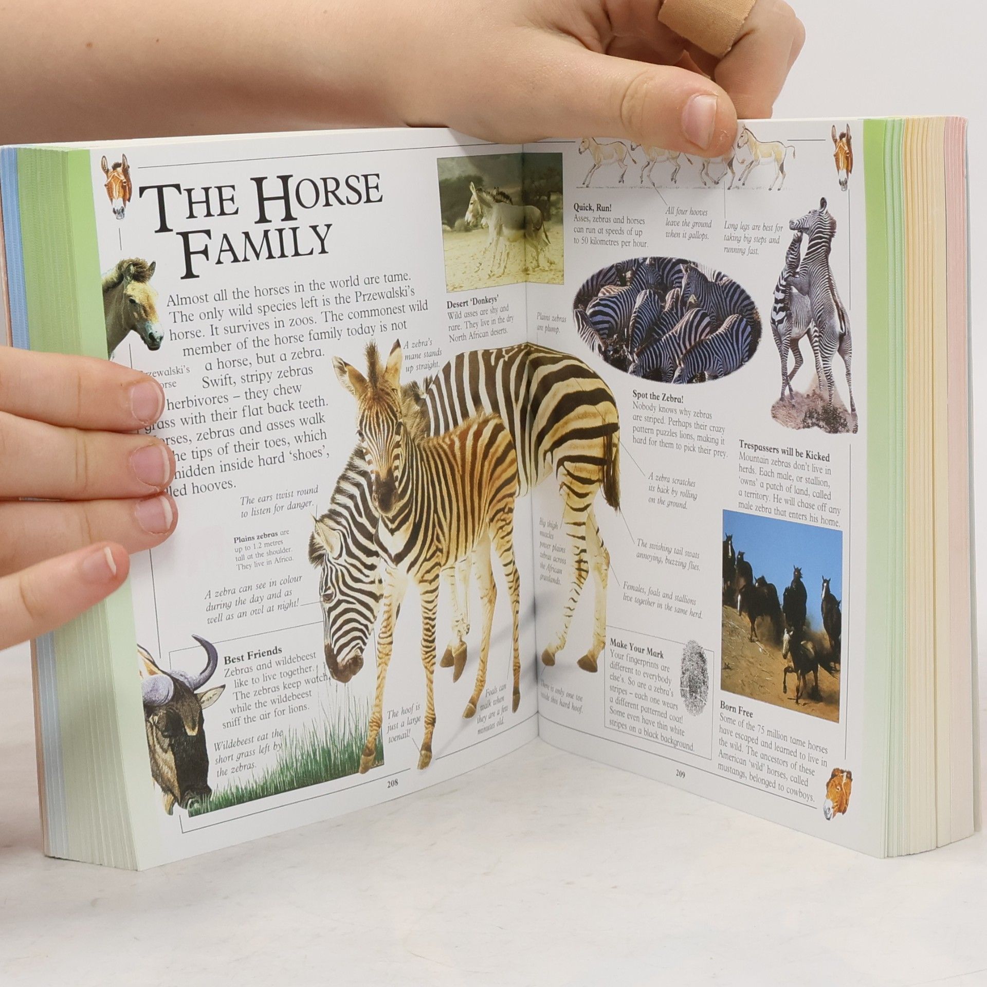 Sarah Phillips Big Book of Knowledge. The No.1 First Encyclopedia