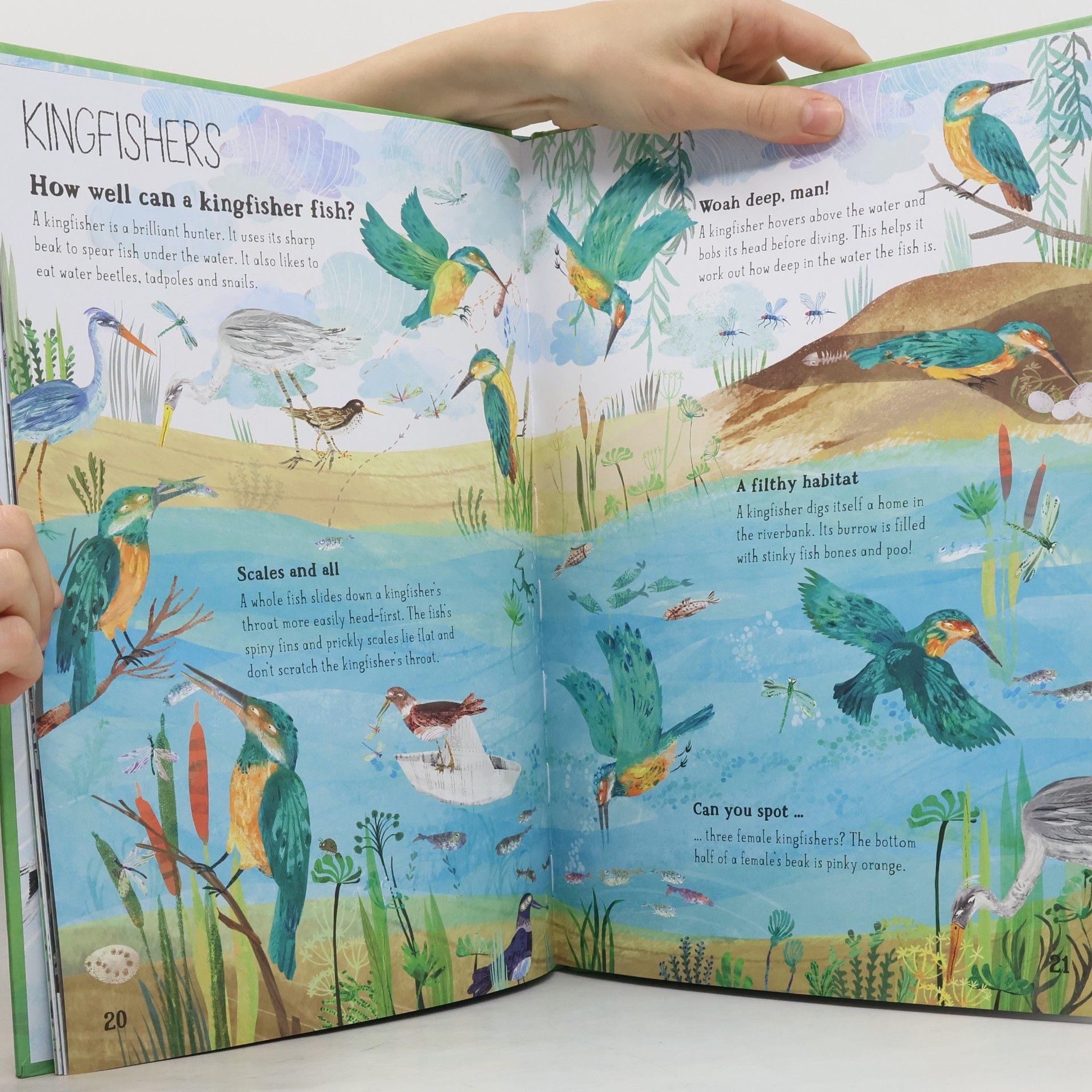 Yuval Zommer The Big Book of Birds