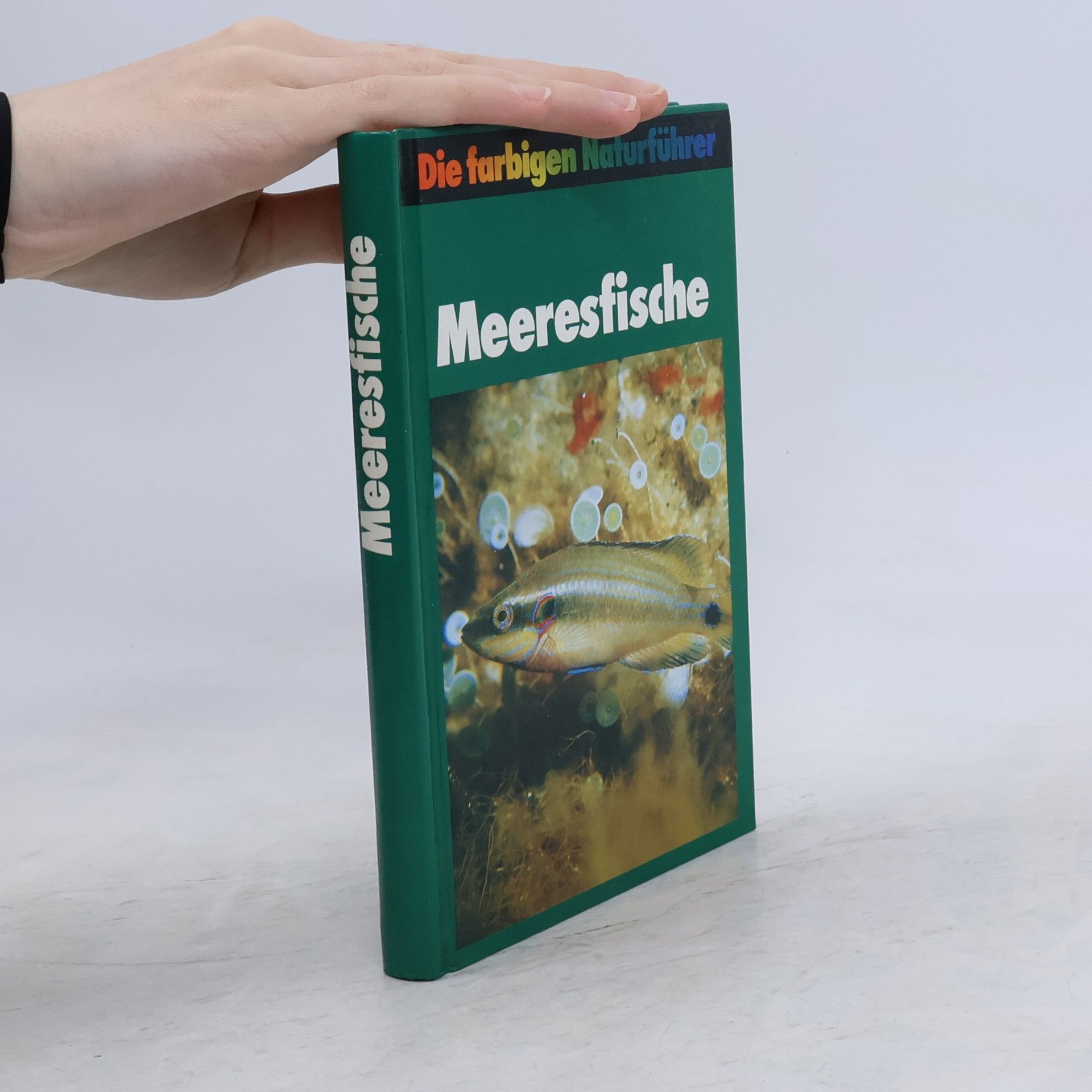 Autorenkollektiv Meeresfische