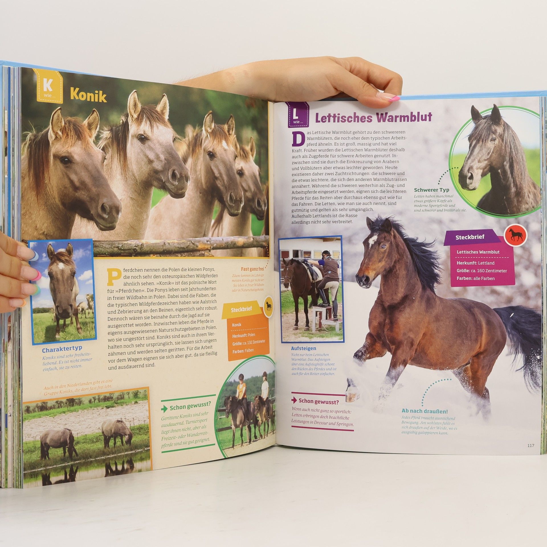 Silke Behling Pferde und Ponys