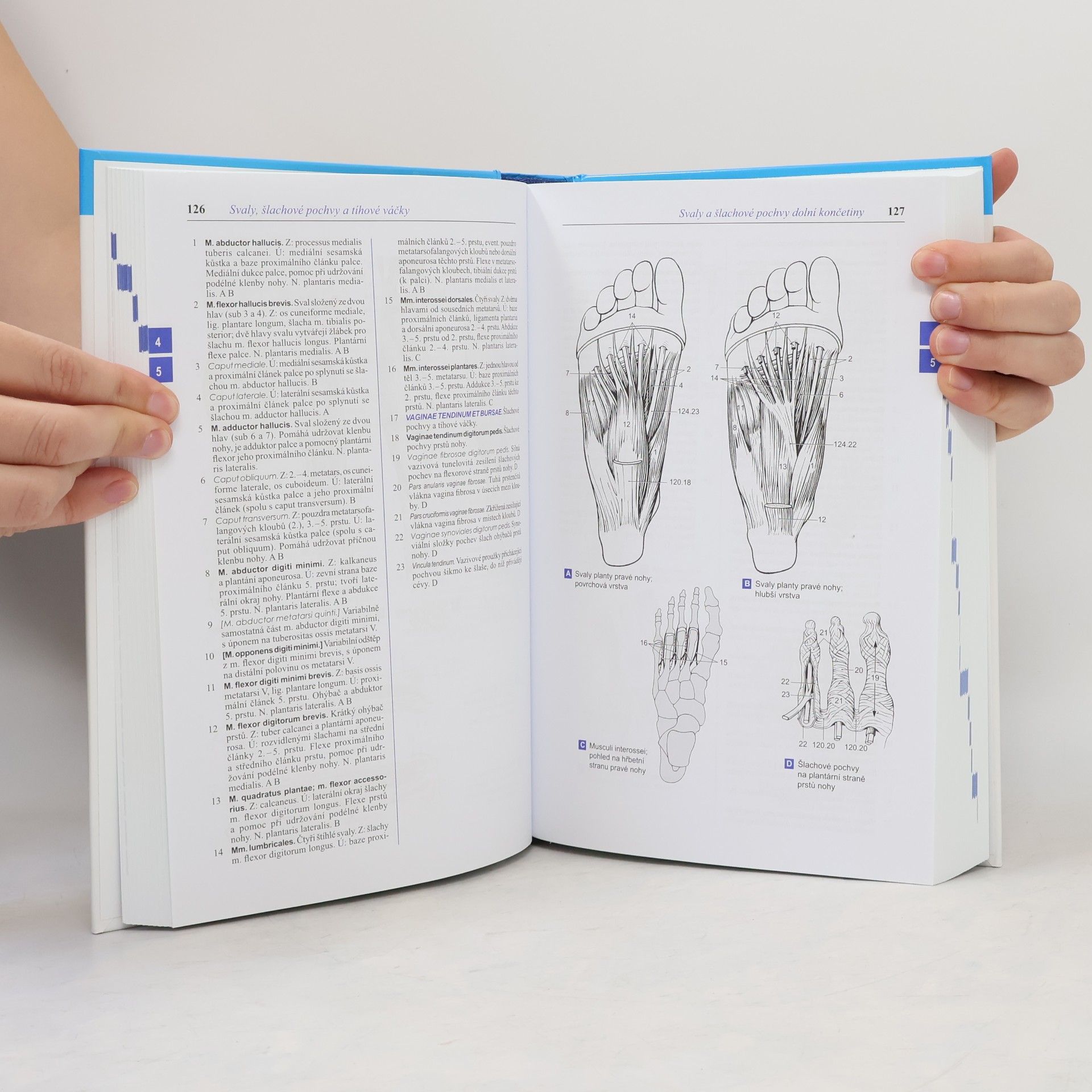 Wolfgang Dauber Feneisův obrazový slovník anatomie