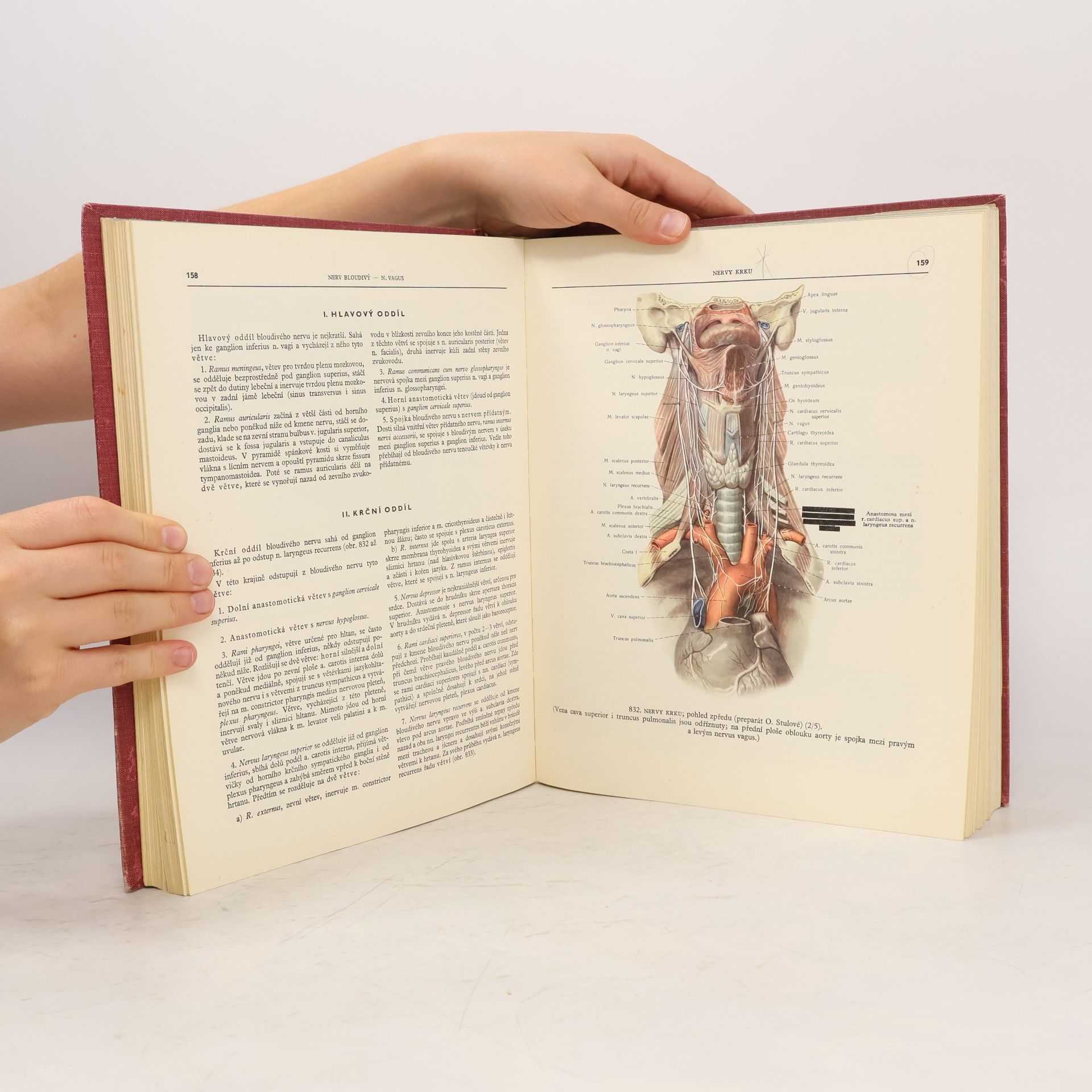 Rafail Davidovič Sinělnikov Atlas anatomie člověka III.