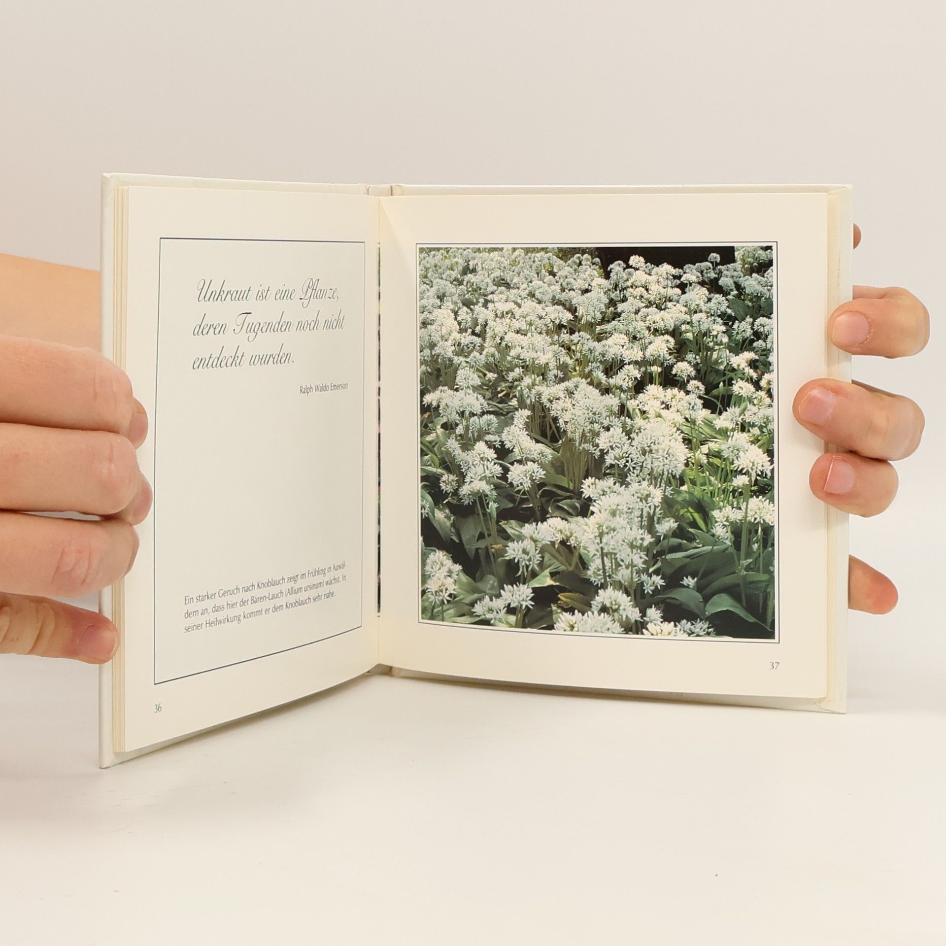 Edition Albert Schwarz: Freude an Wildblumen