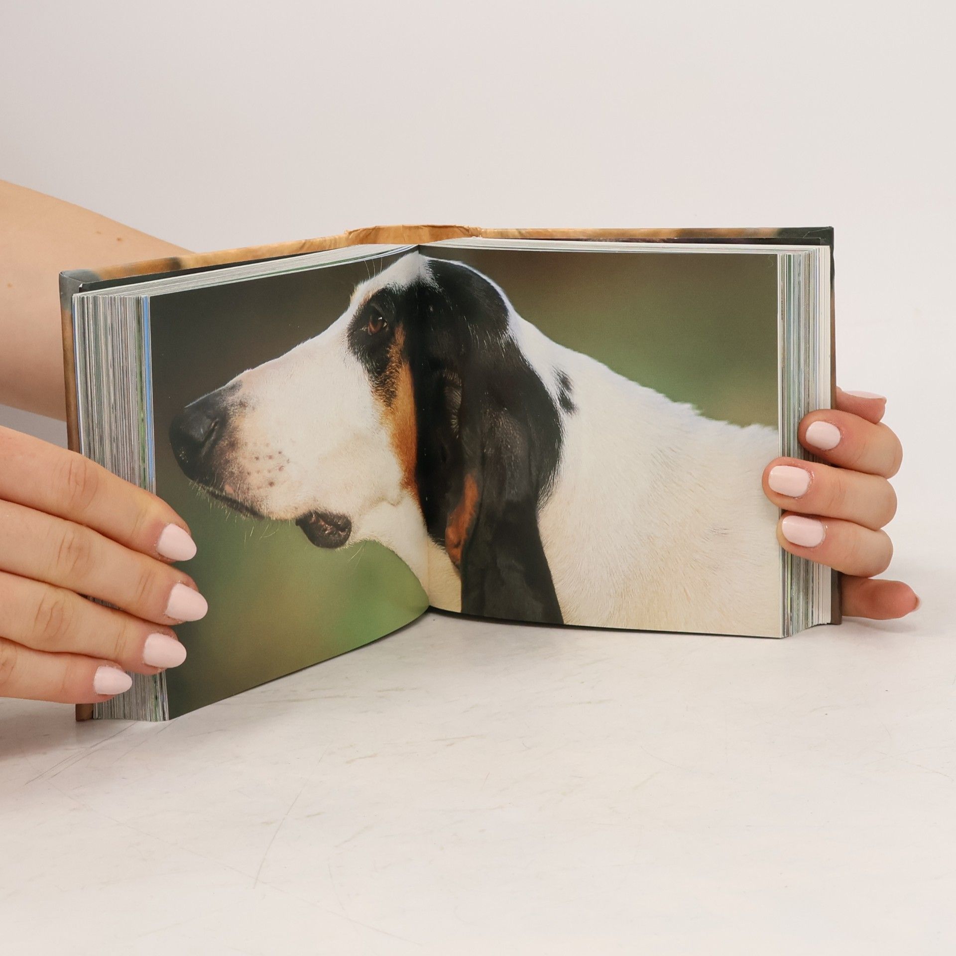 Adriano Bacchella Hunde